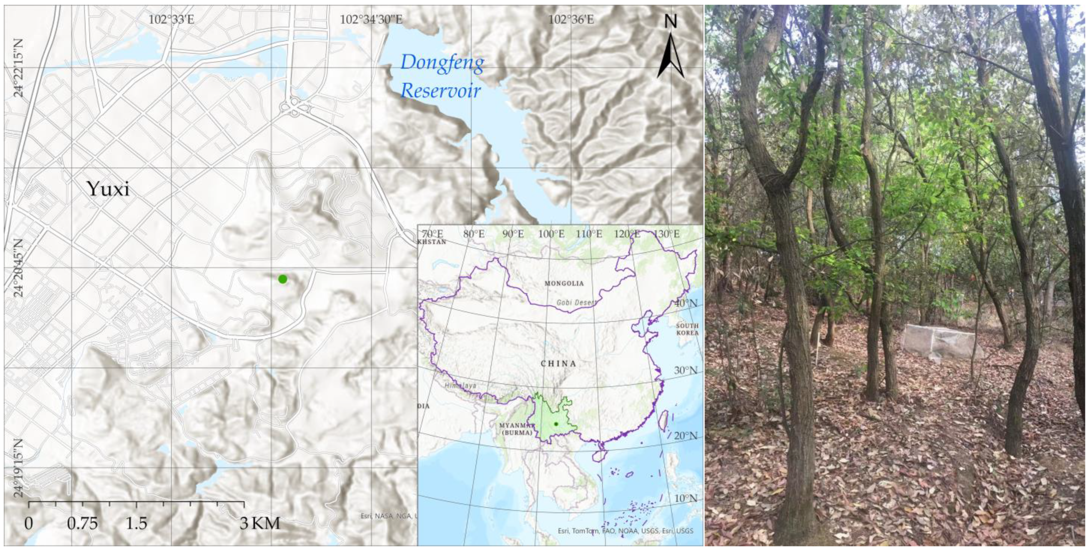 Forests 15 01948 g001