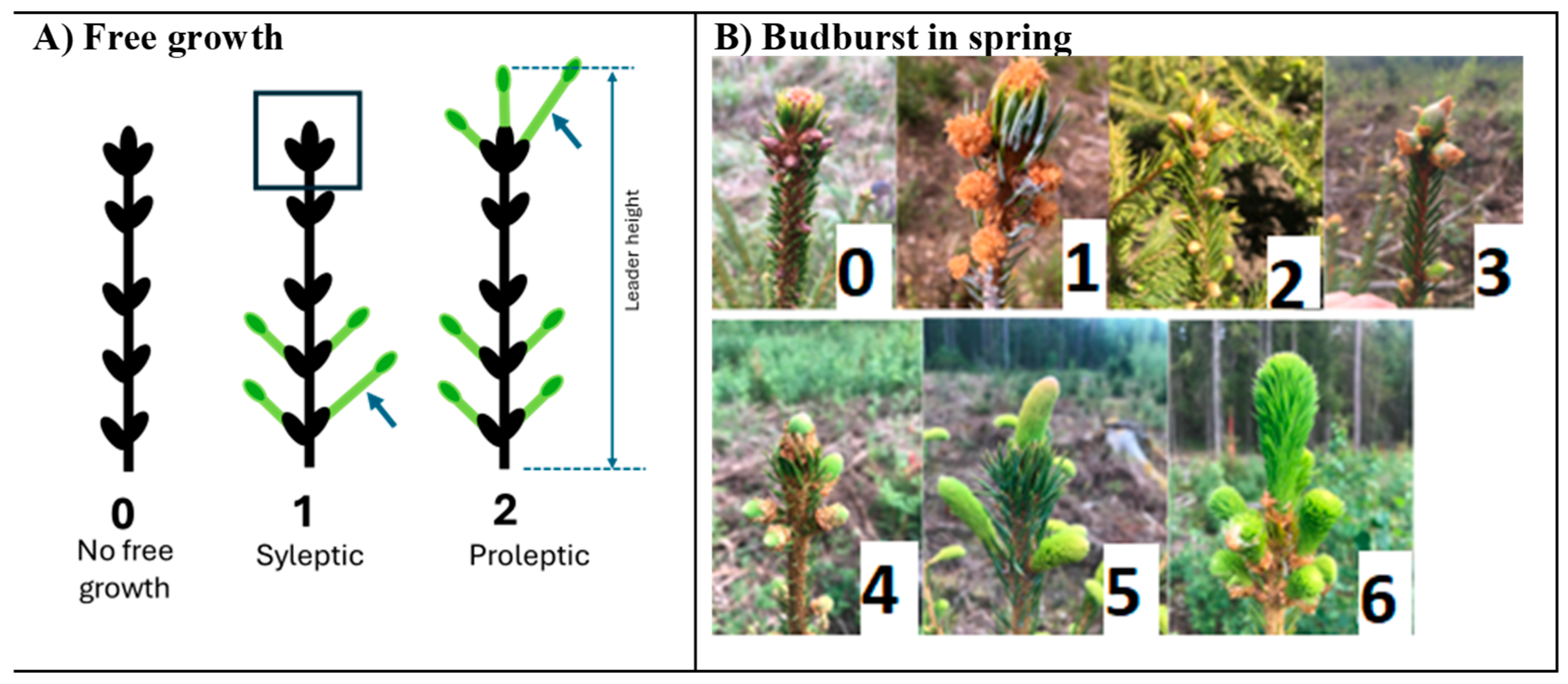 Forests 15 01965 g001 Forests 15 01965 g001