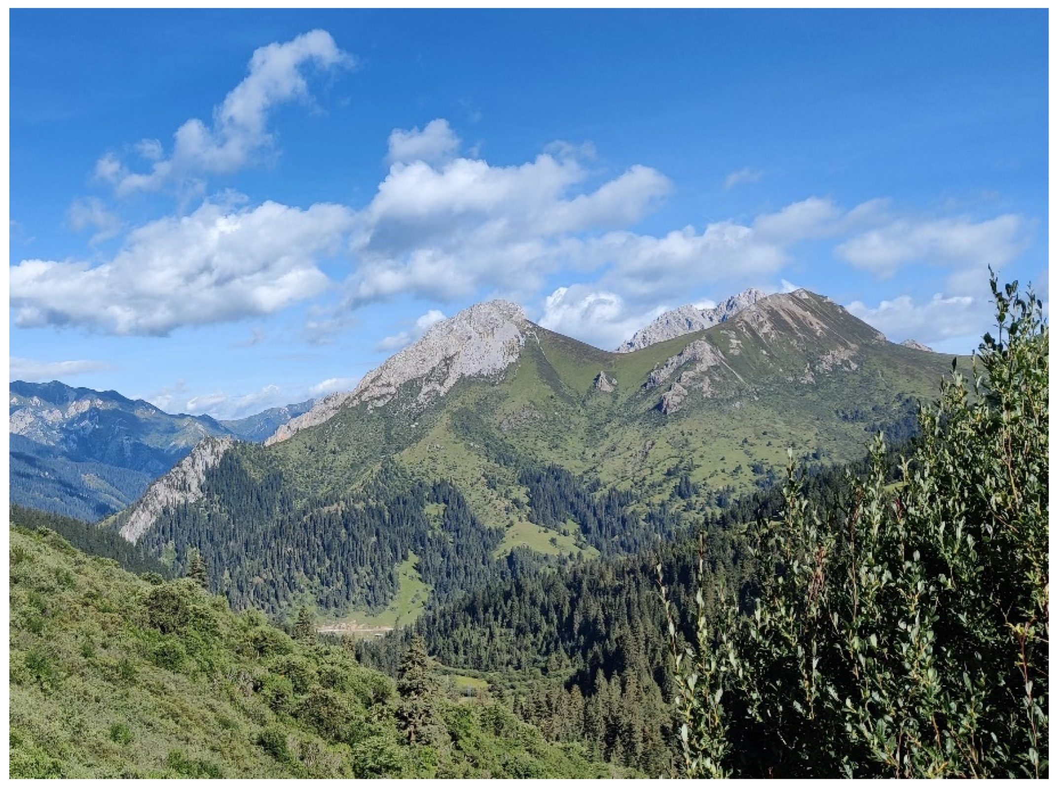 Forests 15 01968 g008