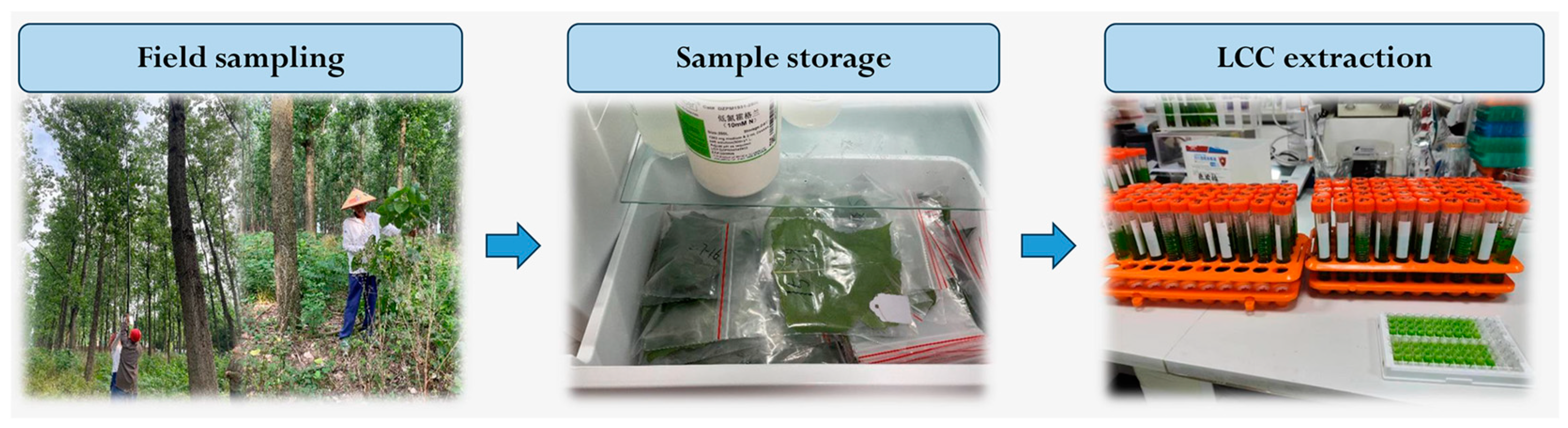 Forests 15 01971 g003