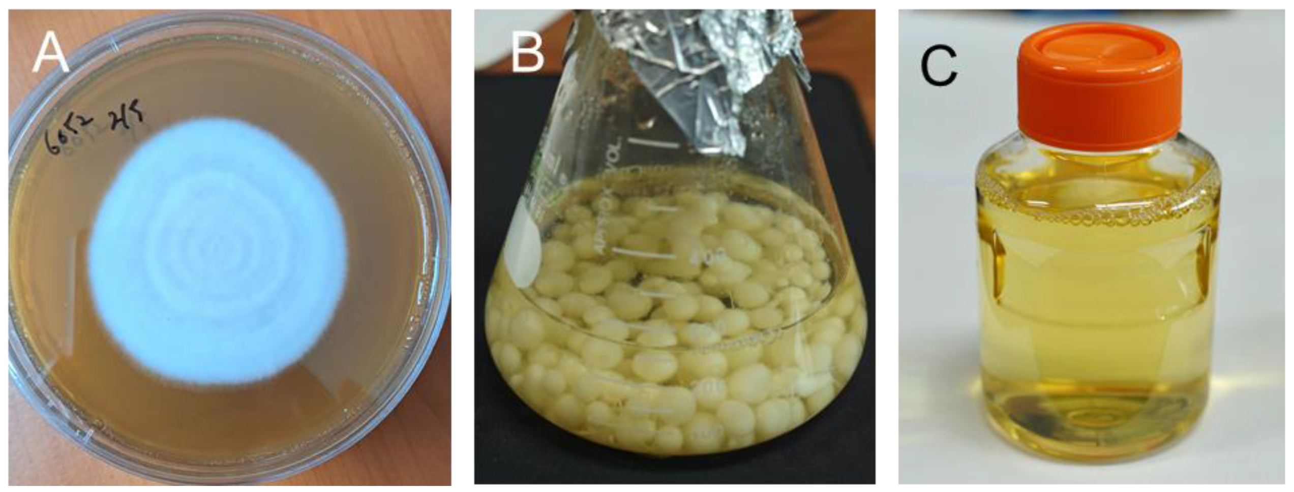 Forests 15 01973 g001