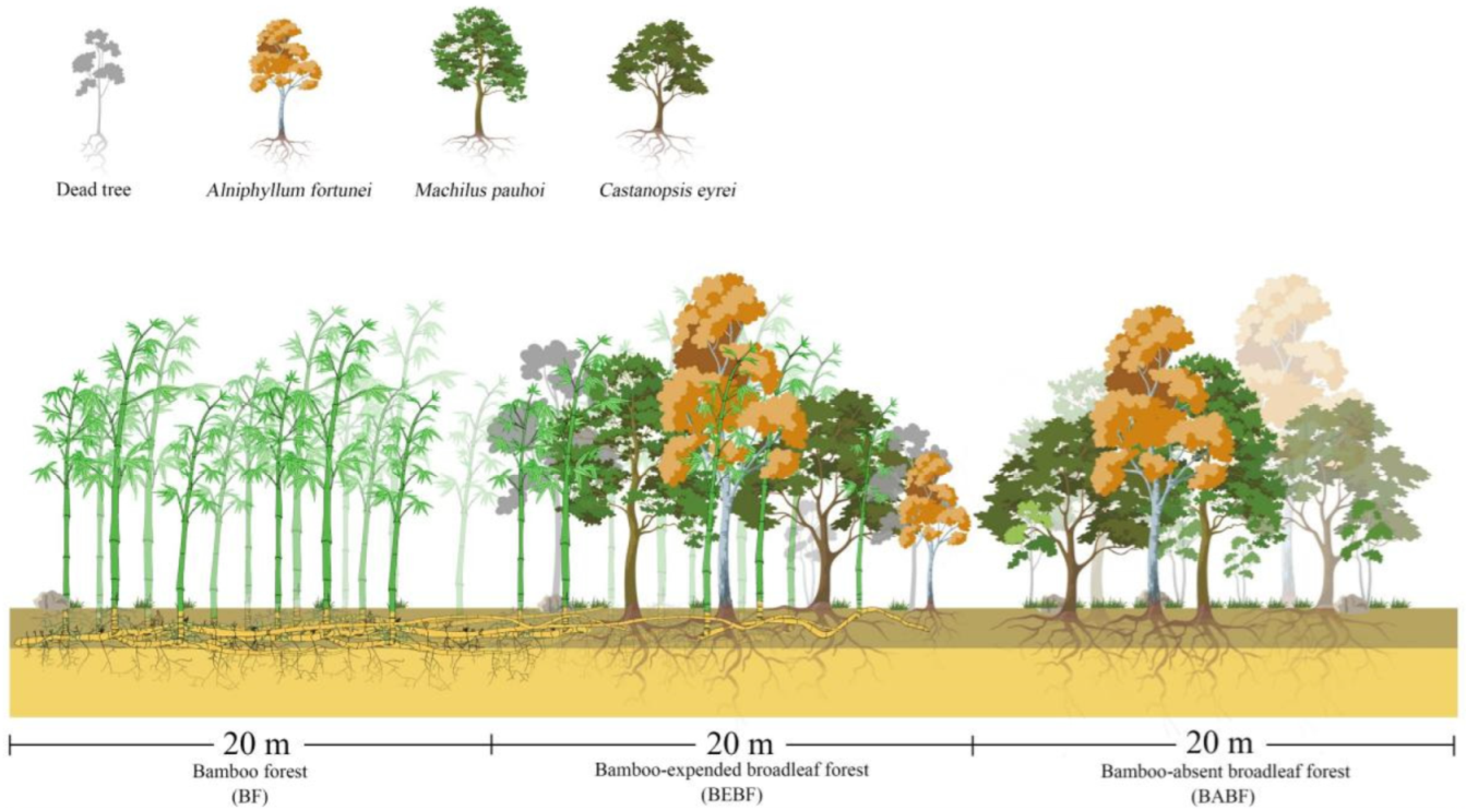 Forests 15 01984 g002