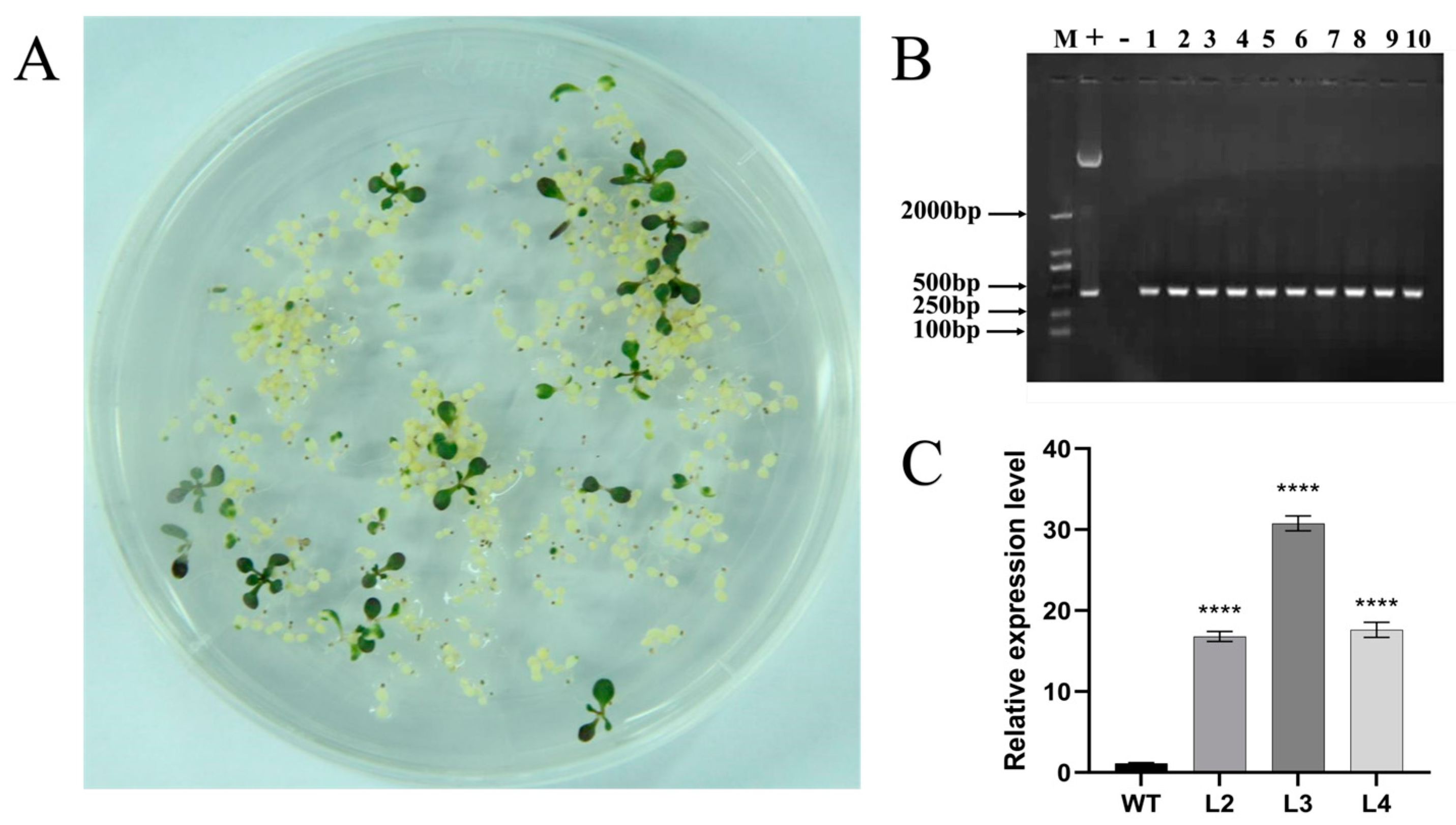 Forests 15 01988 g005 Forests 15 01988 g005
