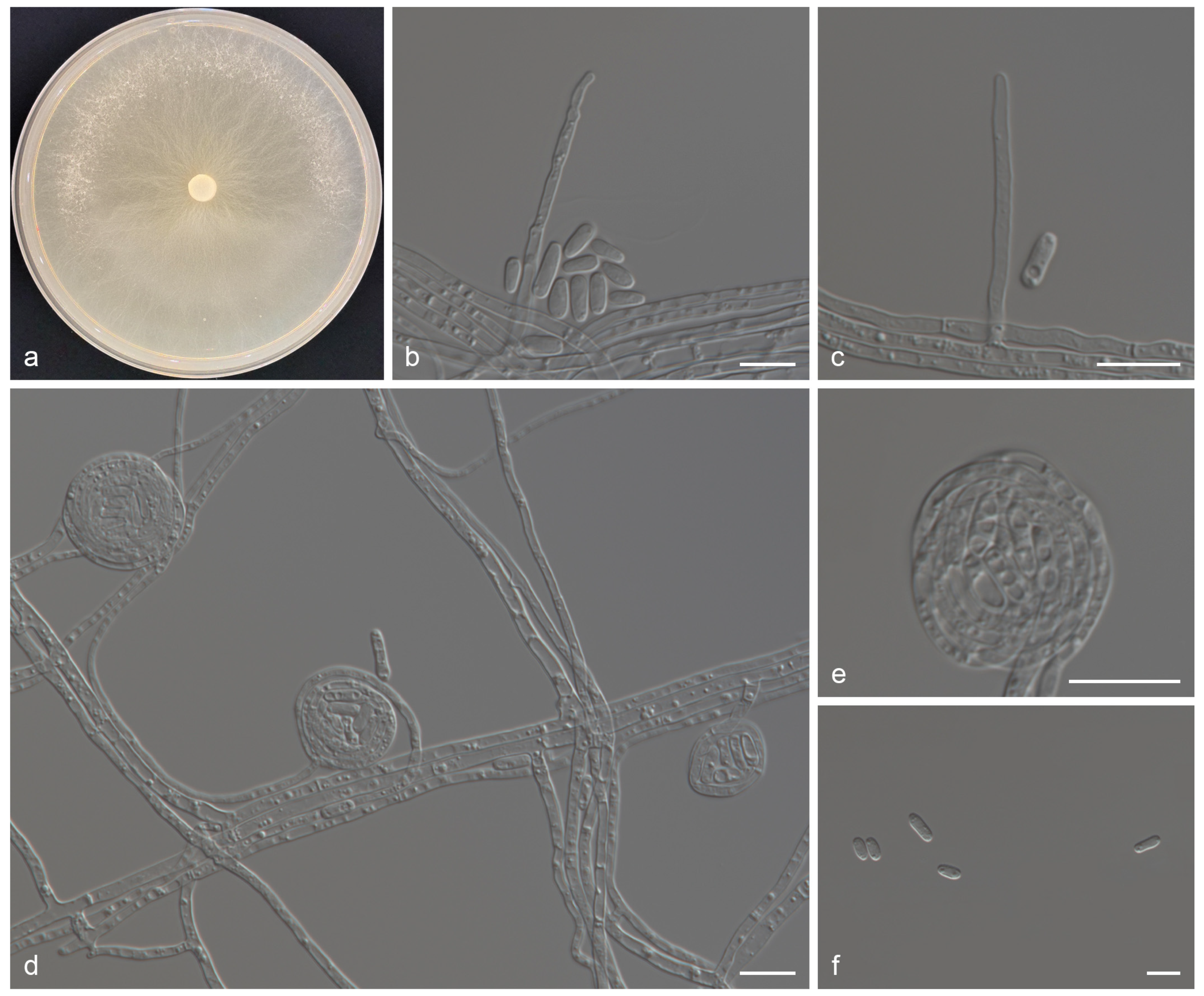 Forests 15 01990 g003