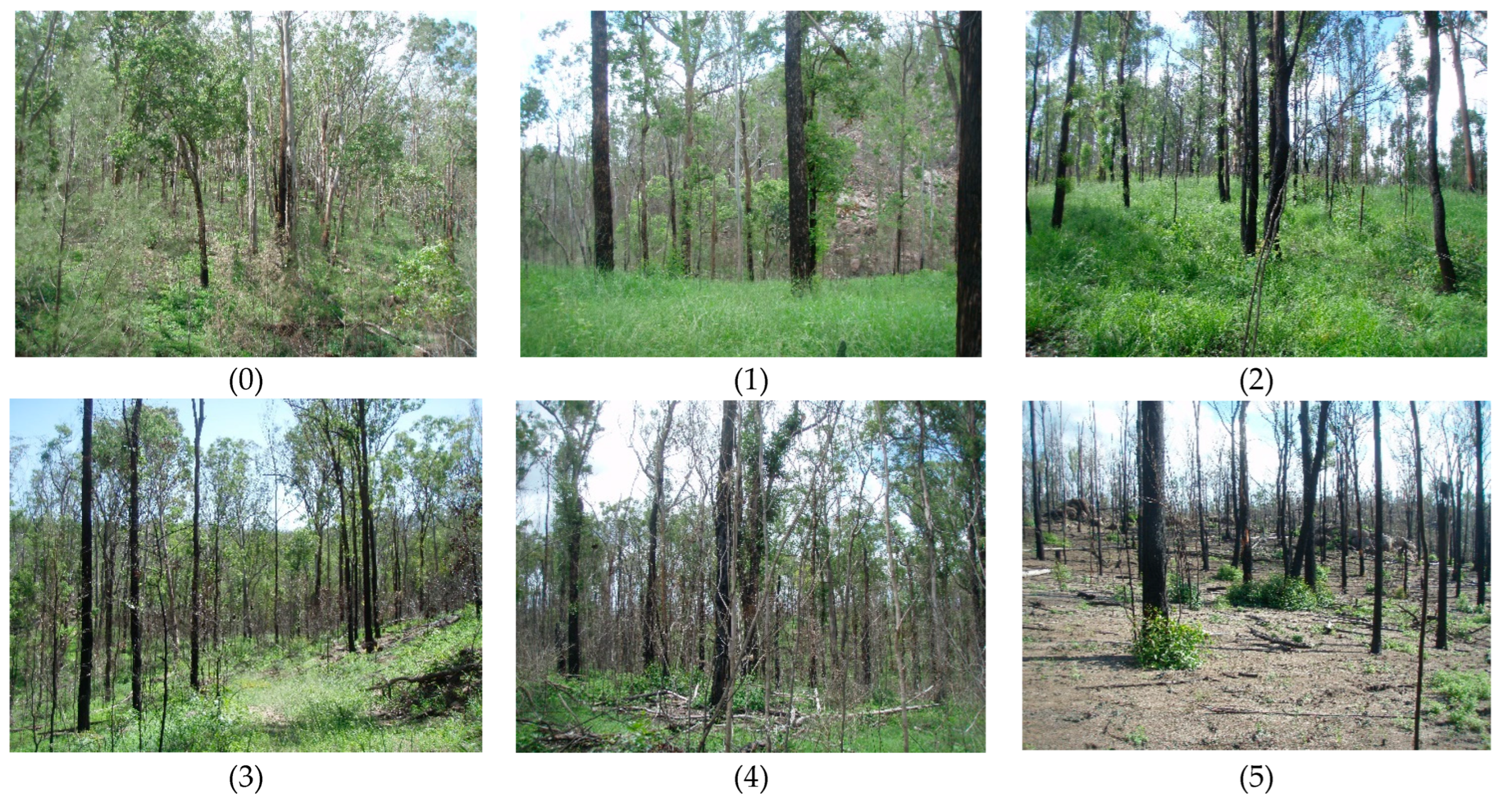 Forests 15 01991 g002