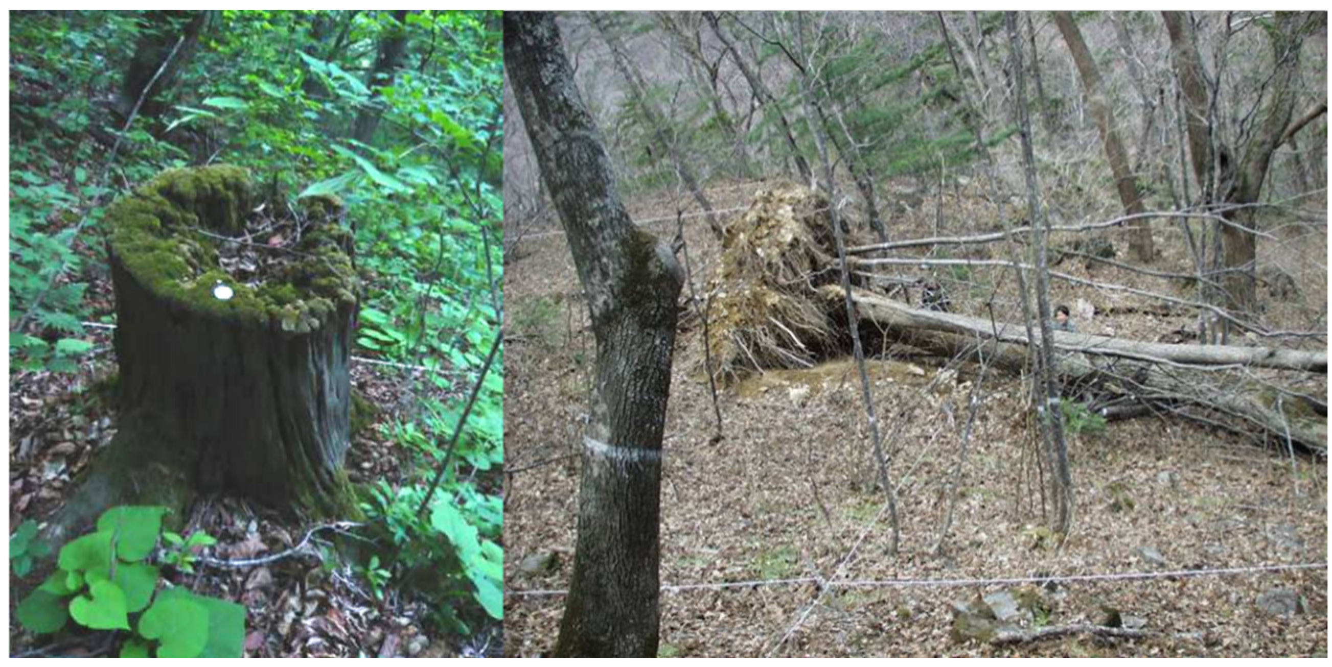 Forests 15 02009 g001