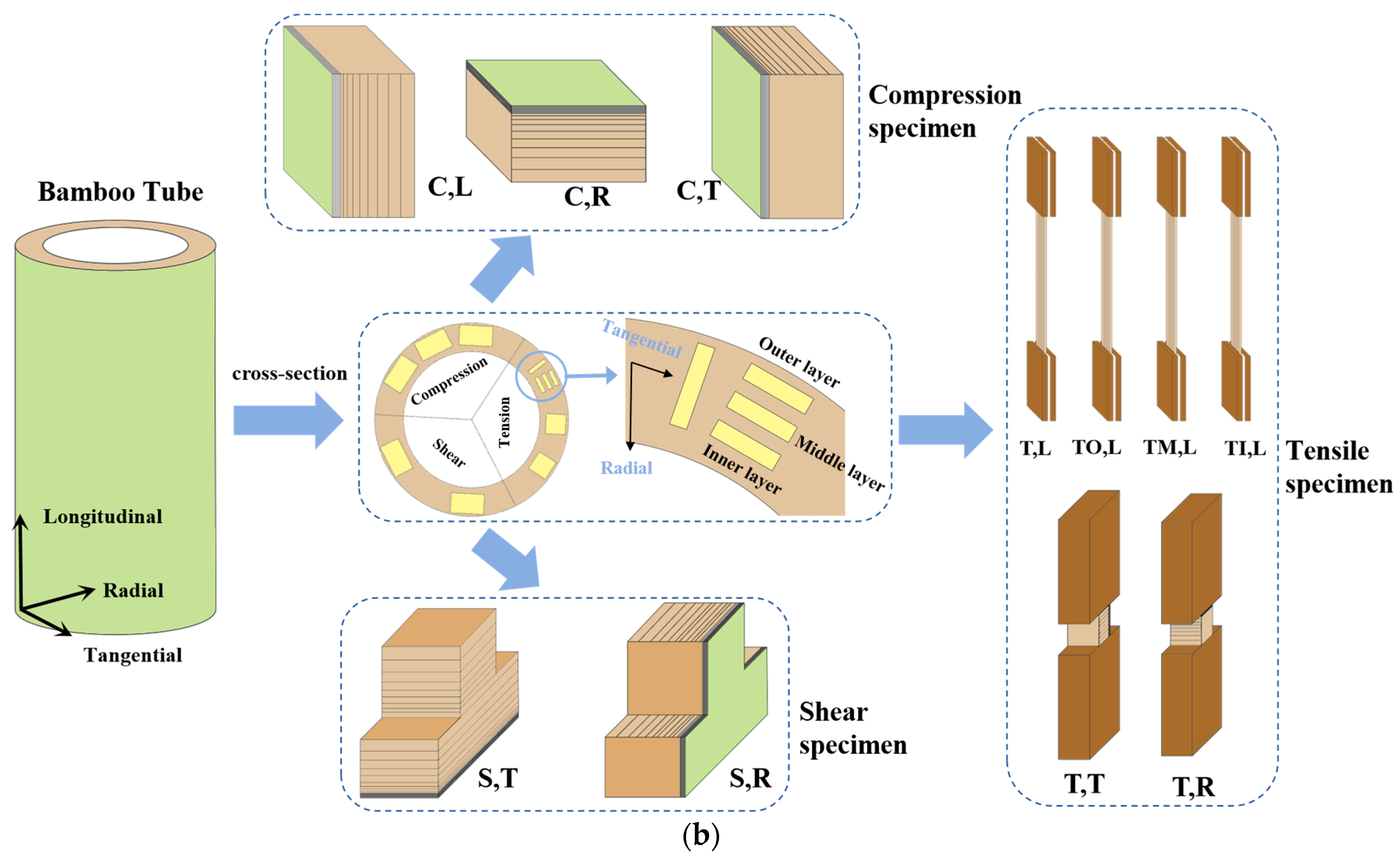 Forests 15 02017 g001b