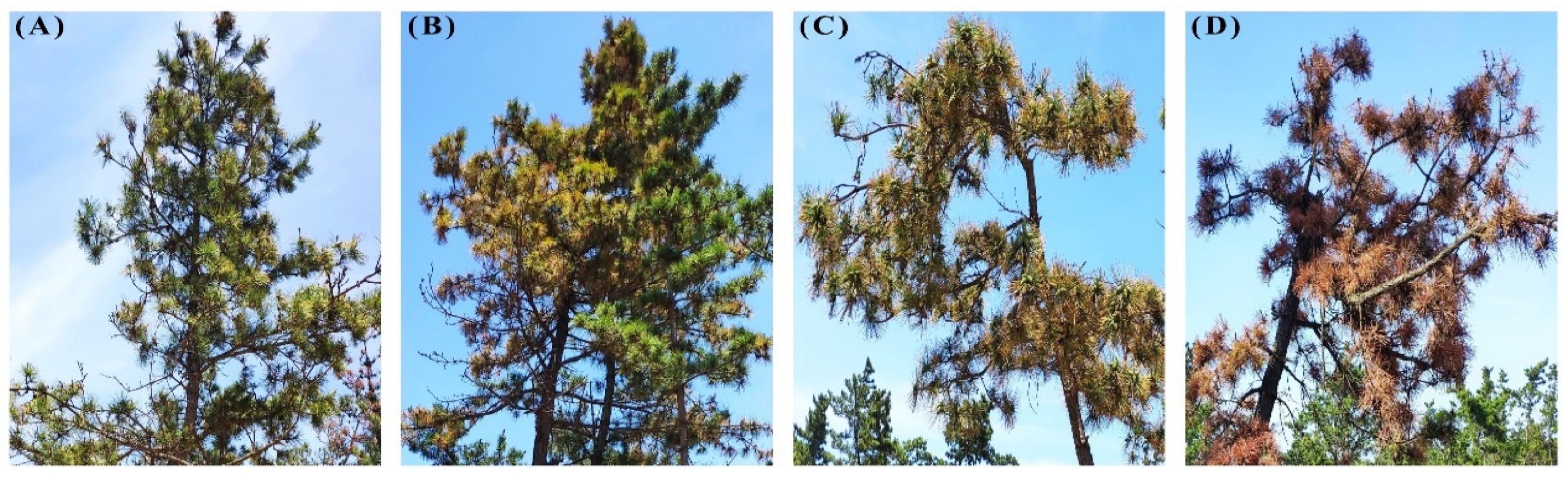 Forests 15 02037 g001