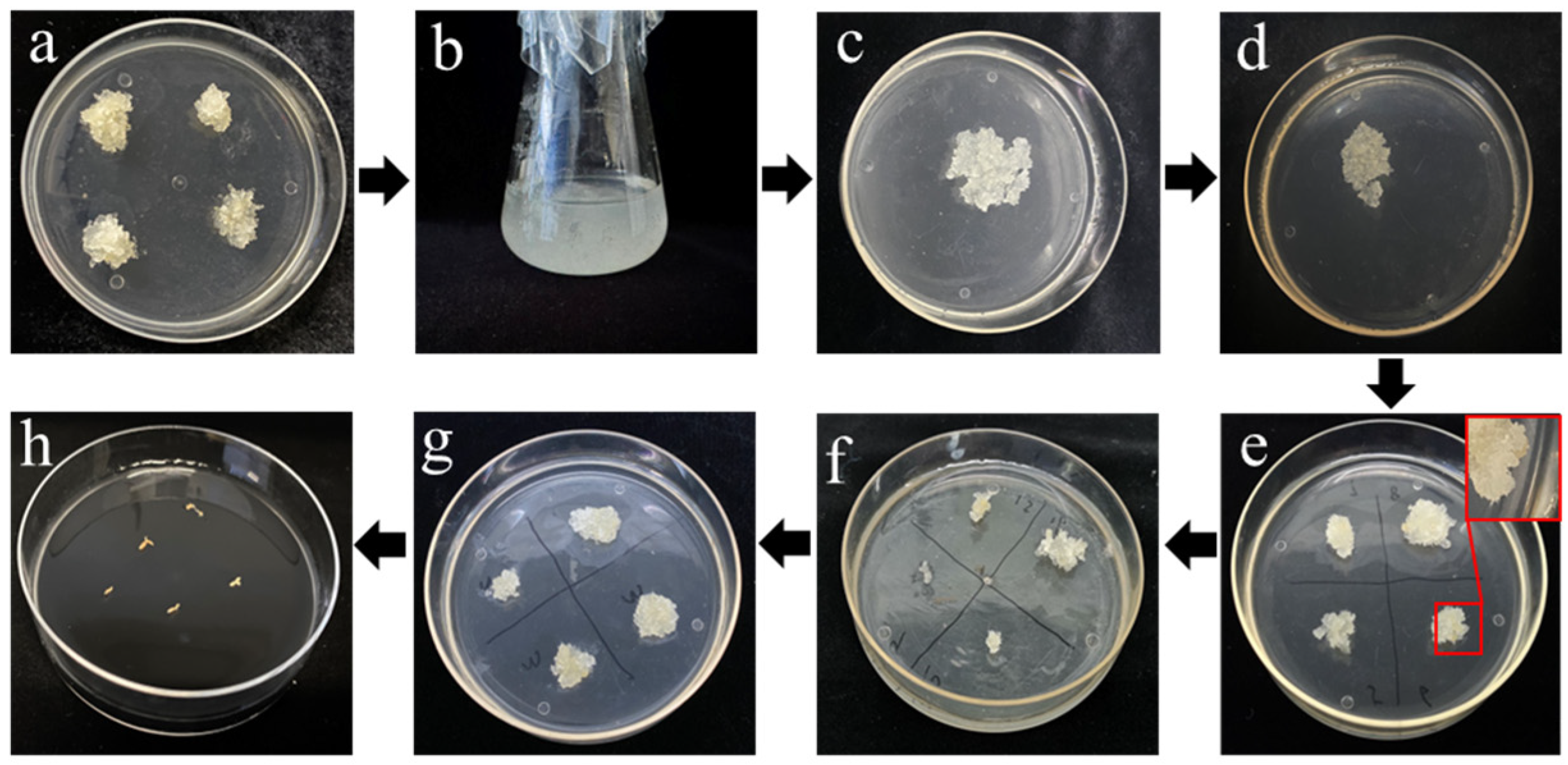 Forests 15 02058 g002
