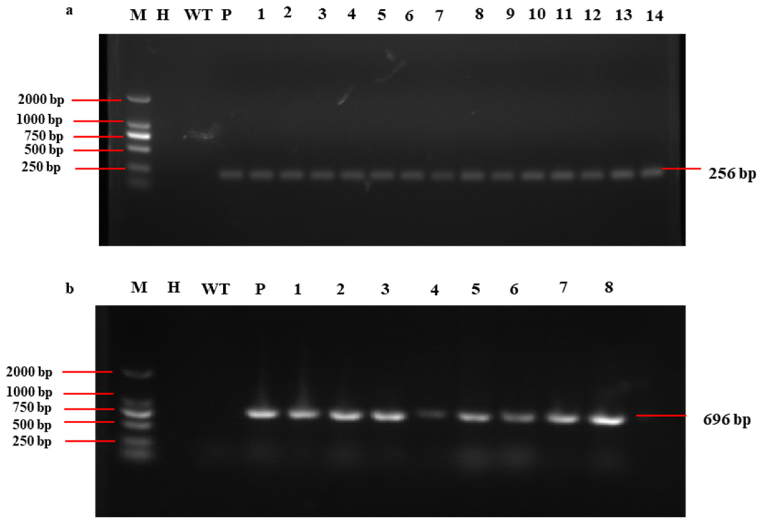 Forests 15 02058 g006