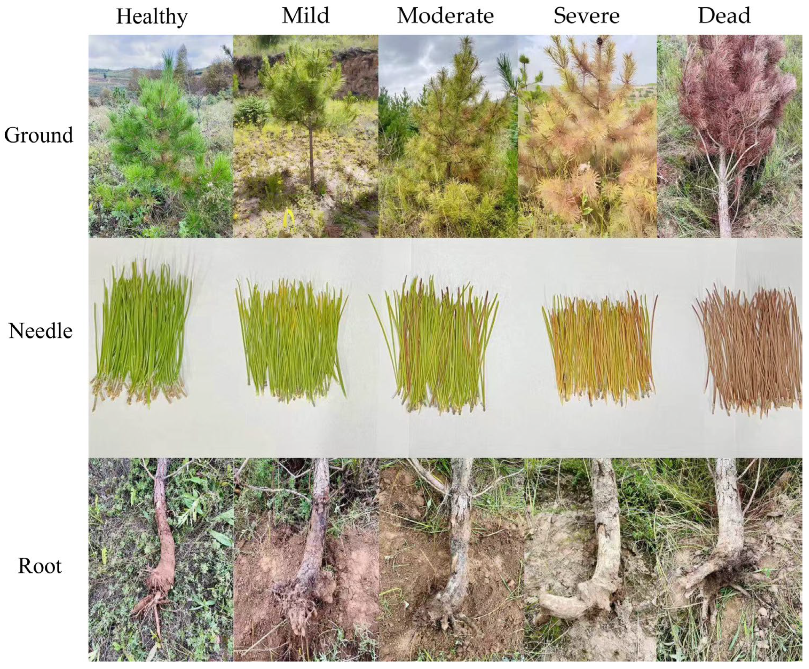 Forests 15 02074 g0a1