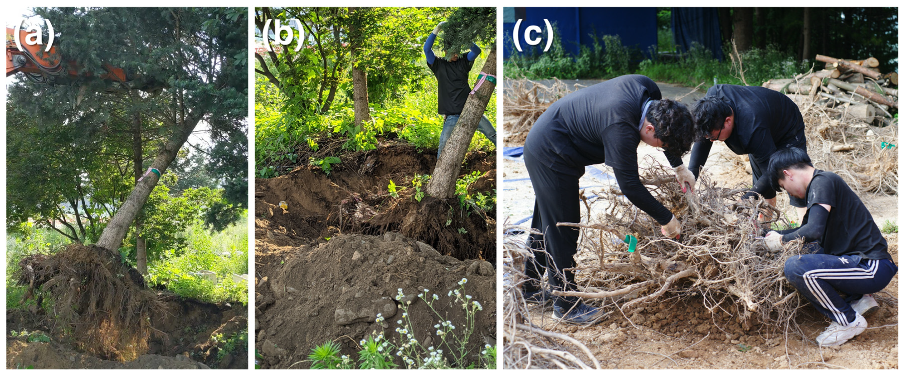 Forests 15 02104 g0a1