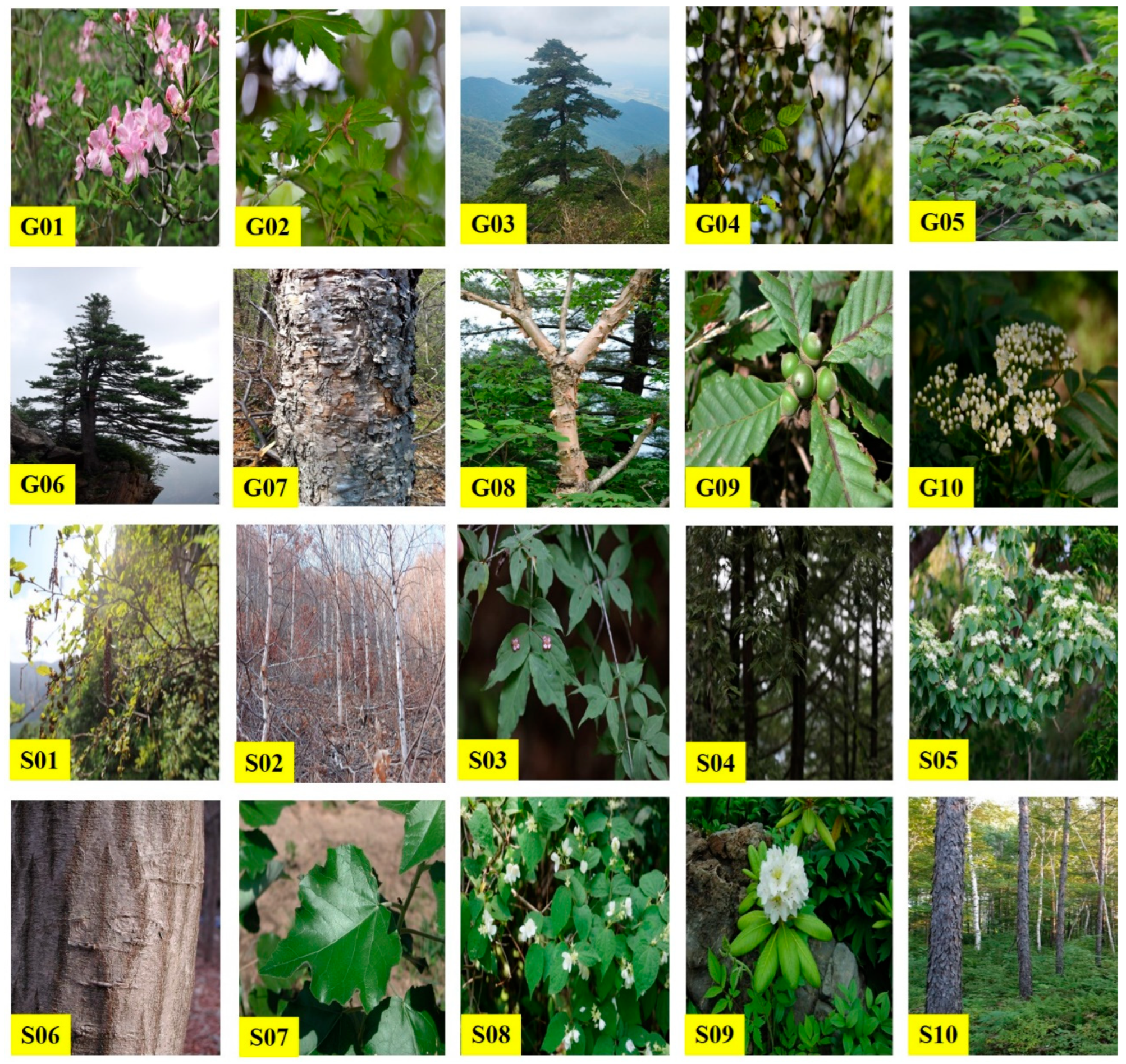 Forests 15 02119 g004 Forests 15 02119 g004