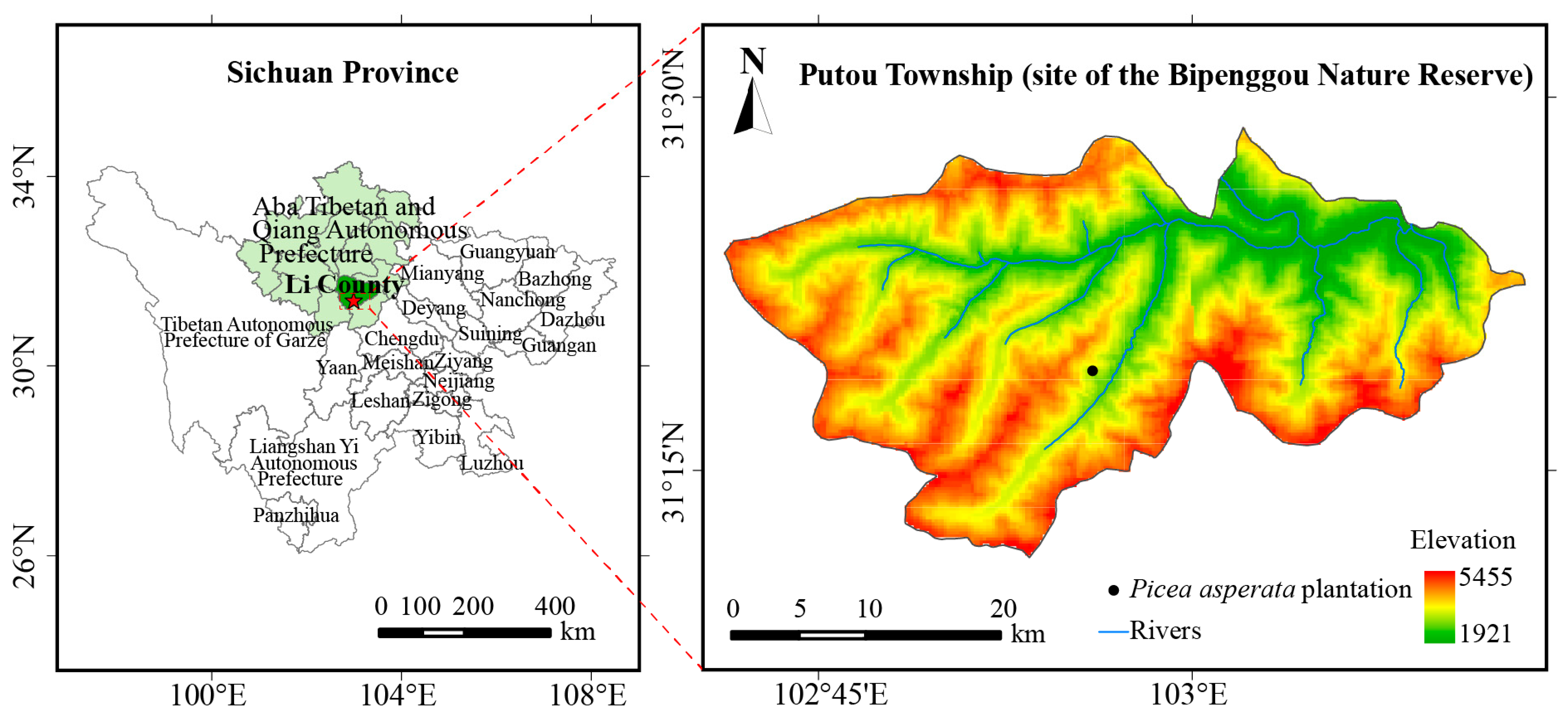Effects of Ectomycorrhizae and Hyphae on Soil Fungal