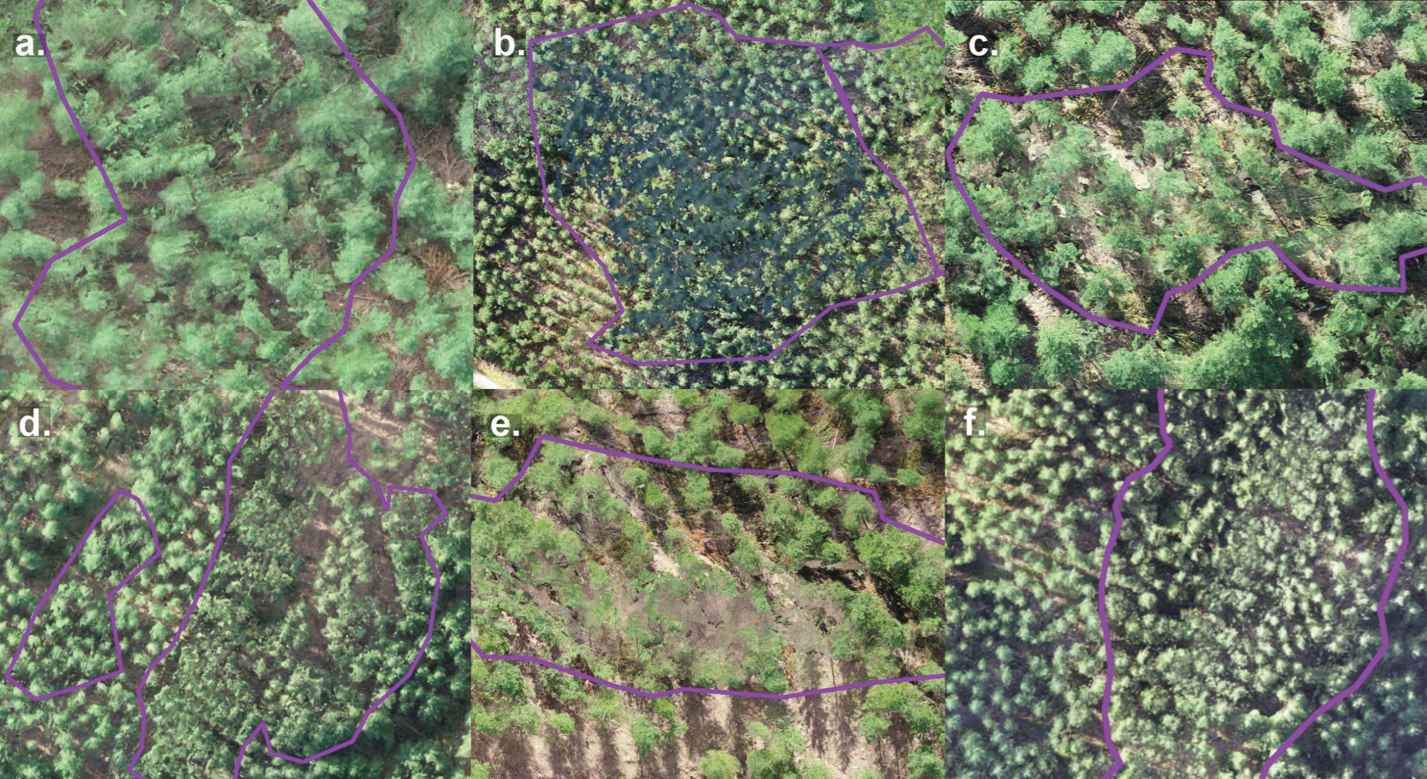 Forests 15 02135 g004