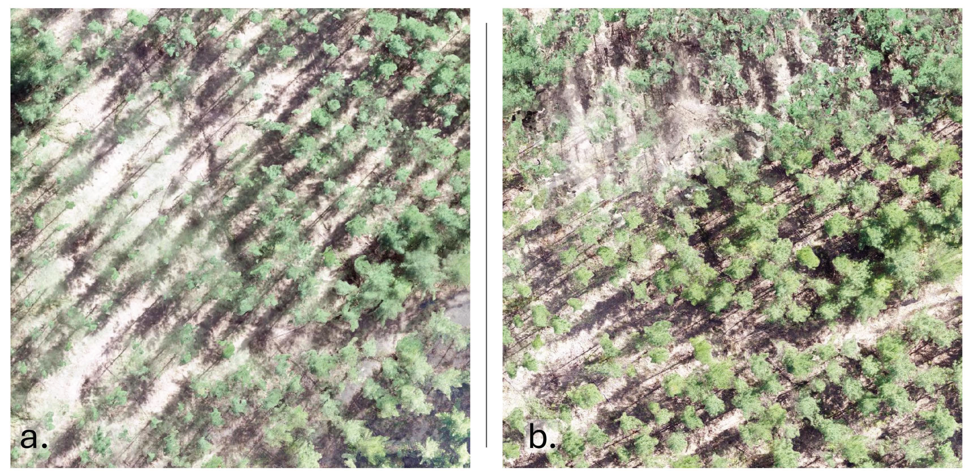 Forests 15 02135 g010
