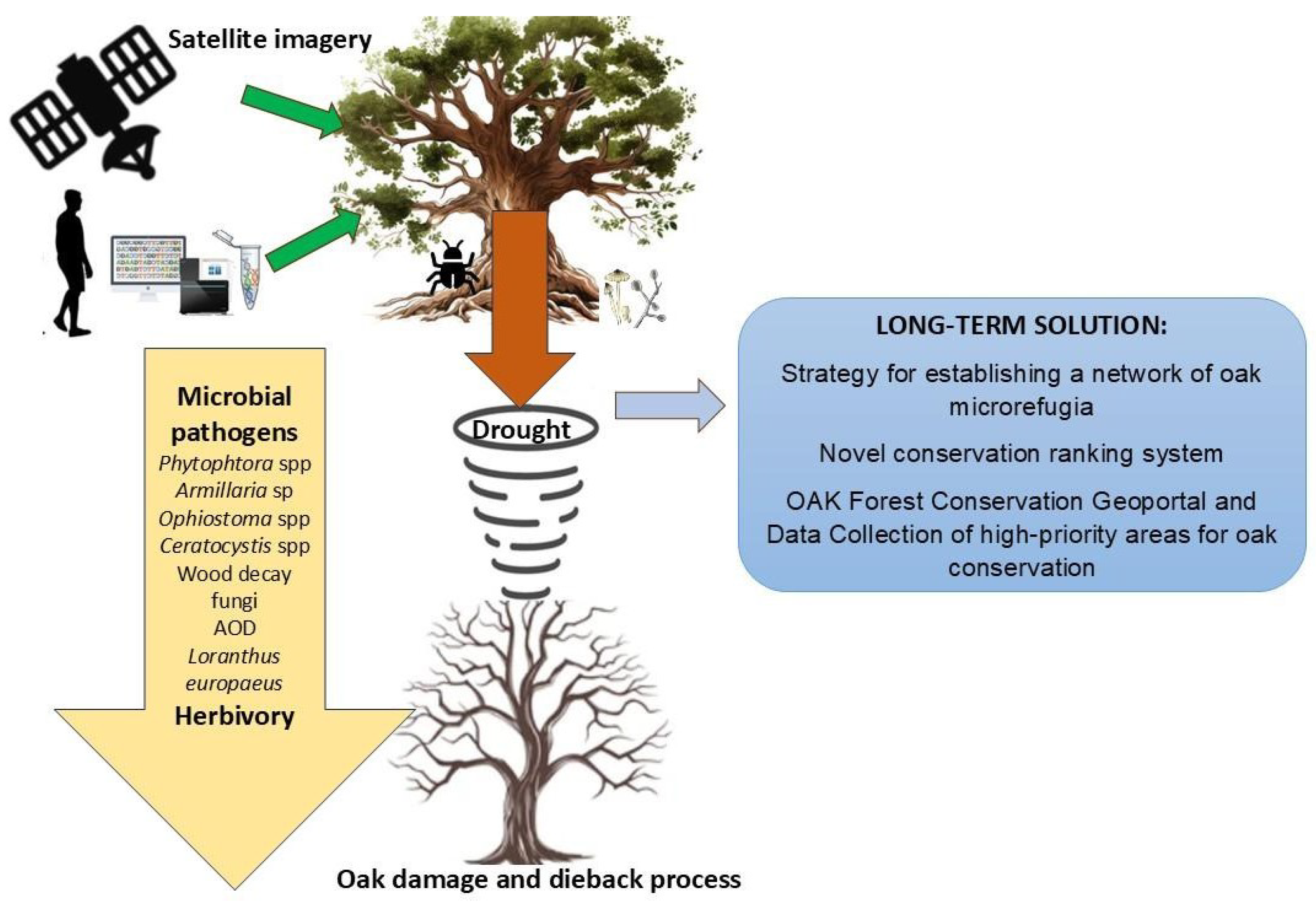 Forests 15 02164 g002