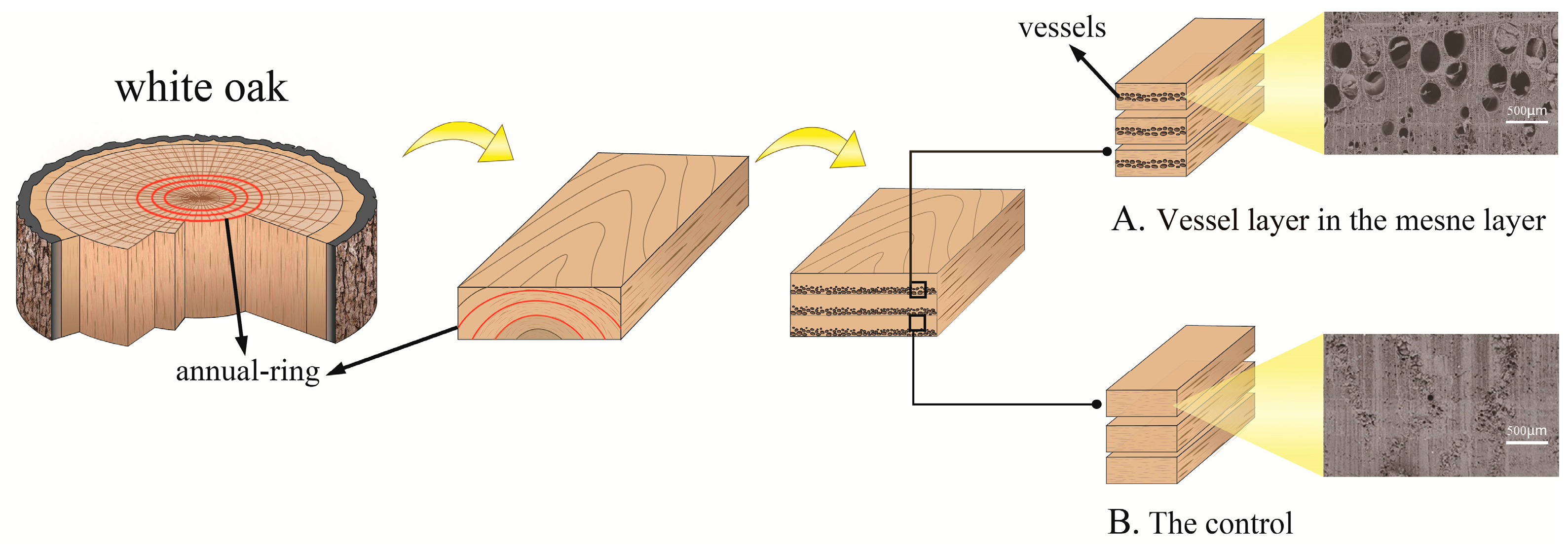 Forests 15 02166 g001