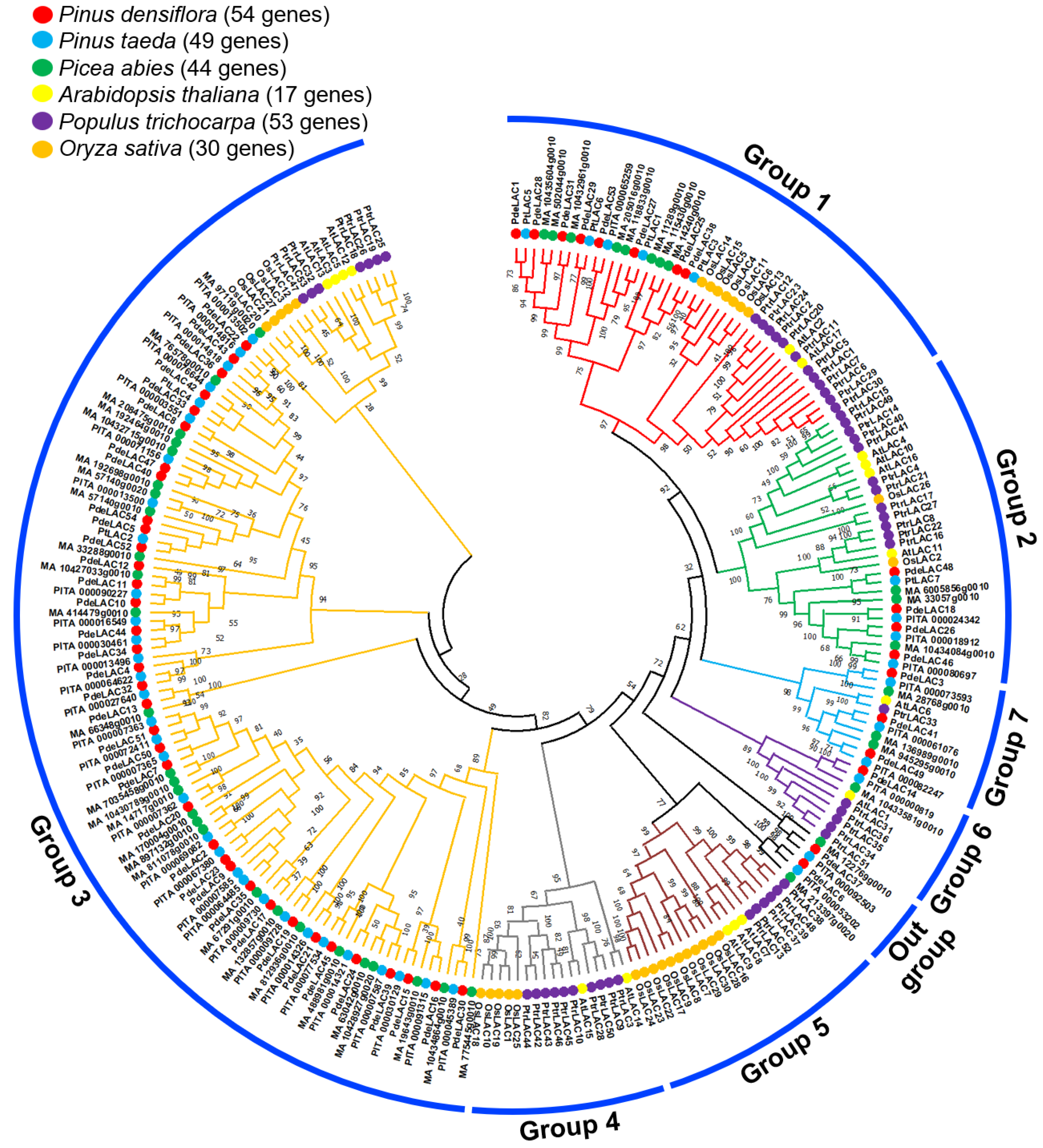 A Comprehensive Analysis of the Laccase Gene Family of Pinus densiflora  Reveals a Functional Role of PdeLAC28 in Lignin Biosynthesis for  Compression Wood Formation