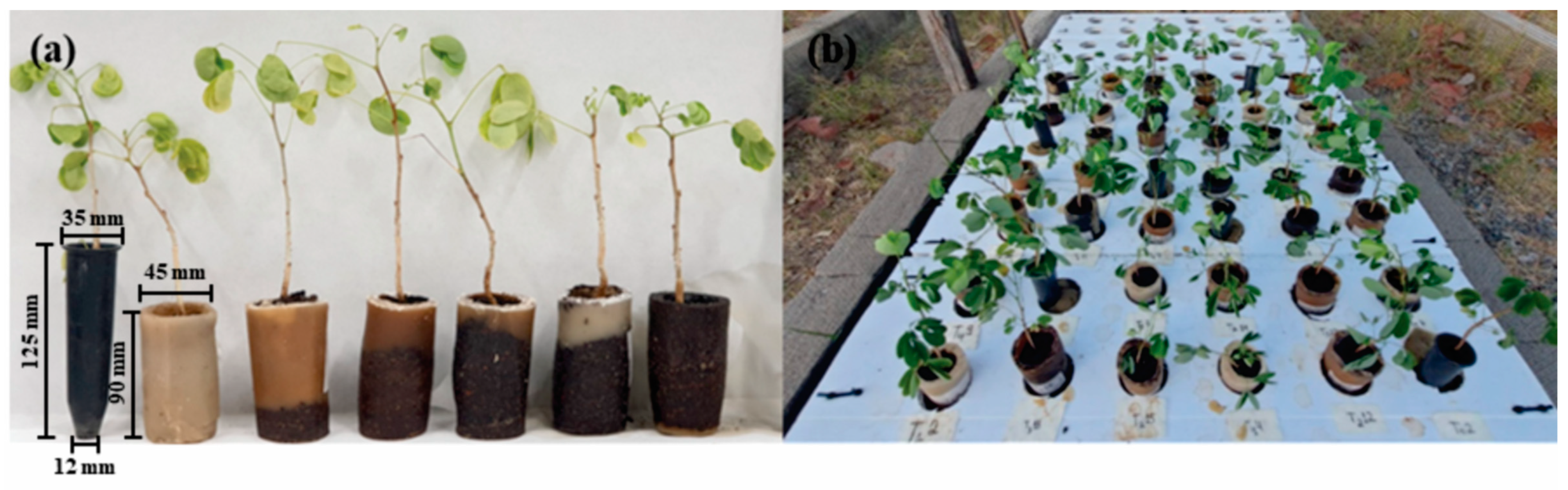 Forests 15 02228 g001 Forests 15 02228 g001