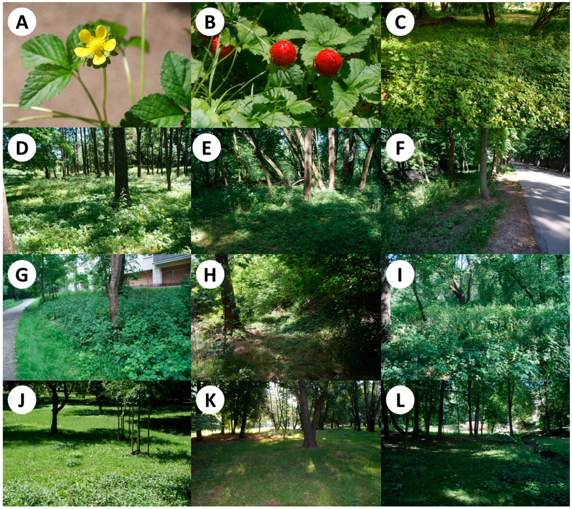 Forests 15 02229 g001 Forests 15 02229 g001