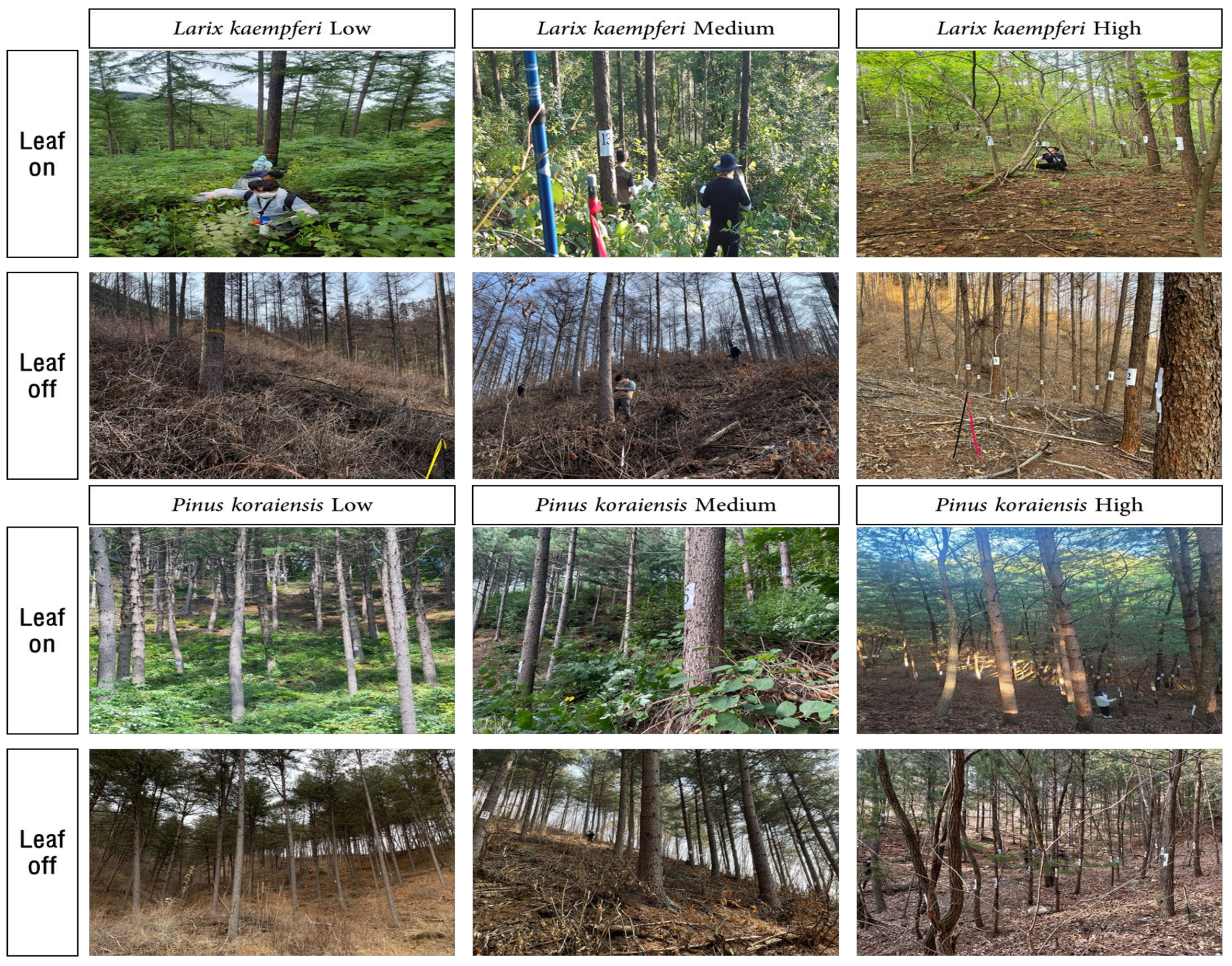 Forests 15 02230 g001