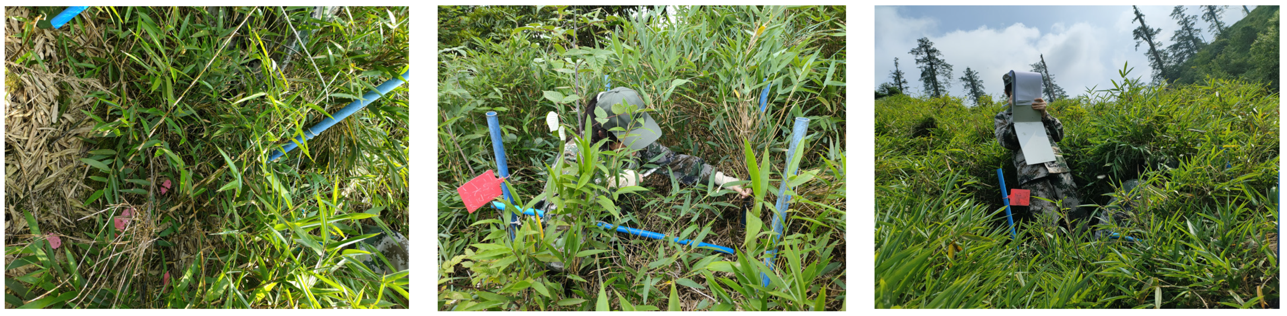 Forests 15 02241 g003