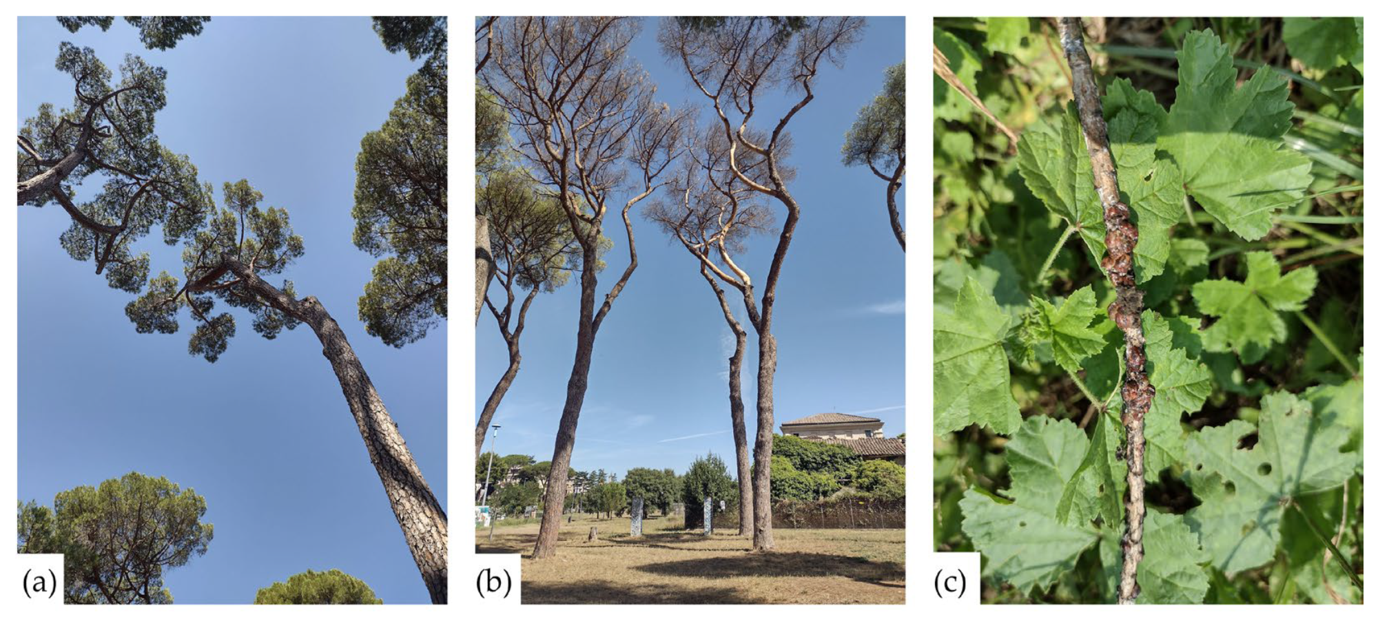 Forests 15 02261 g002