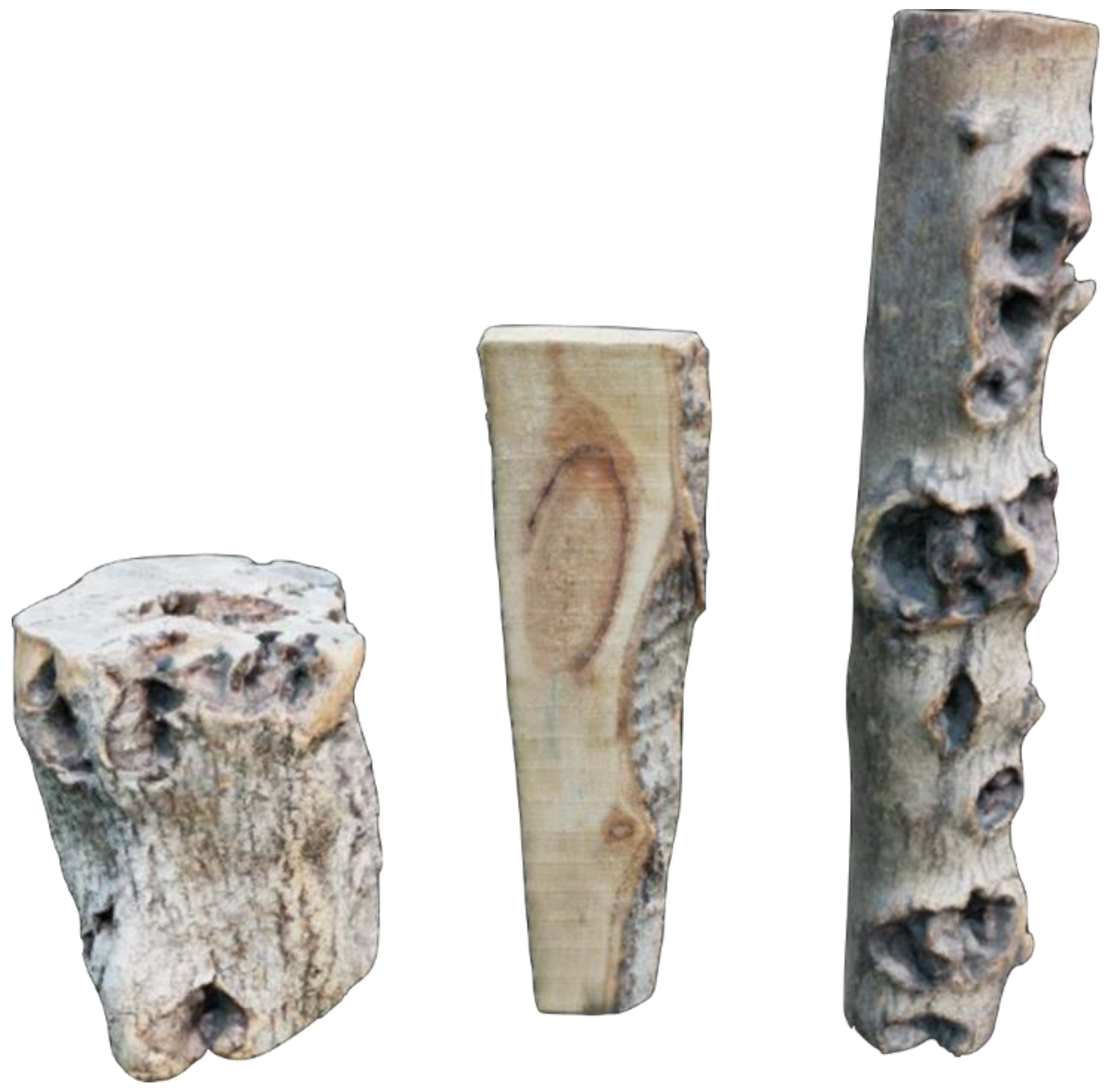 Forests 15 02263 g002