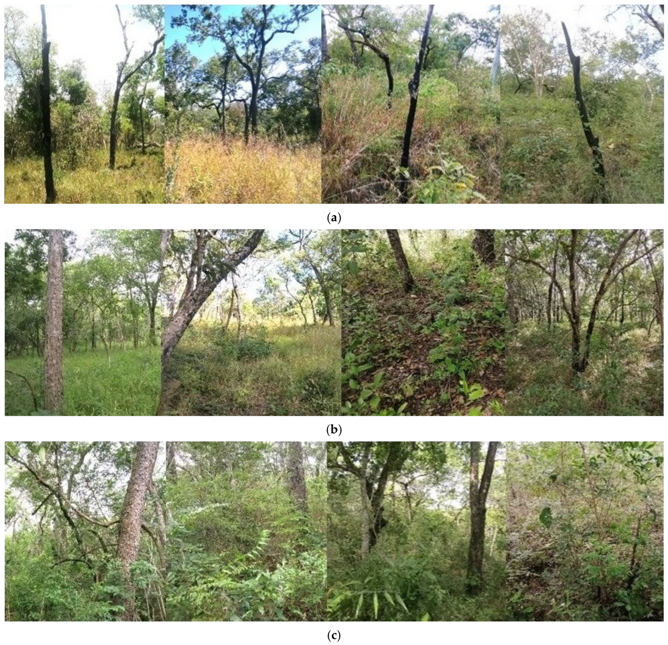 Forests 16 00010 g002