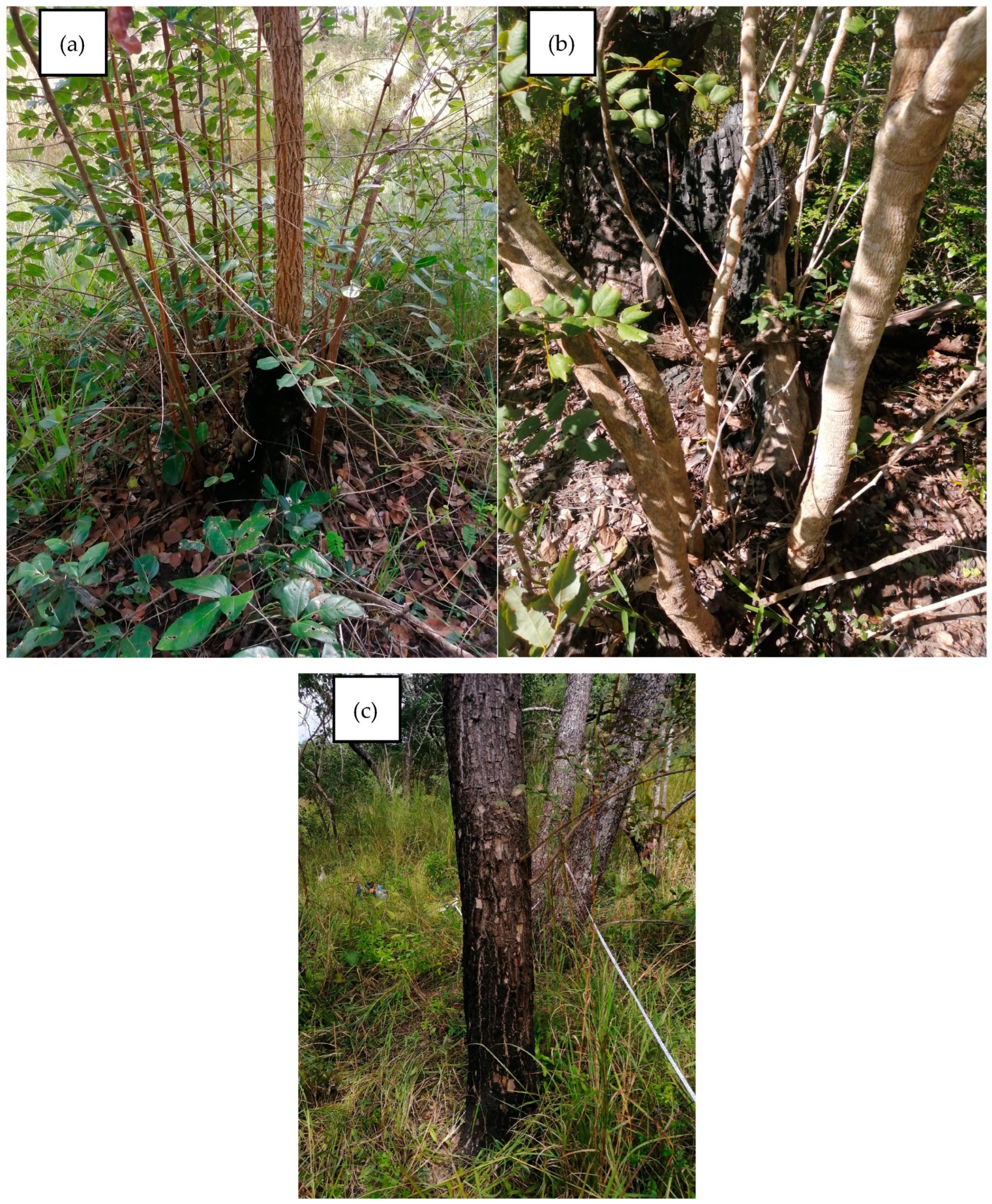 Forests 16 00010 g011