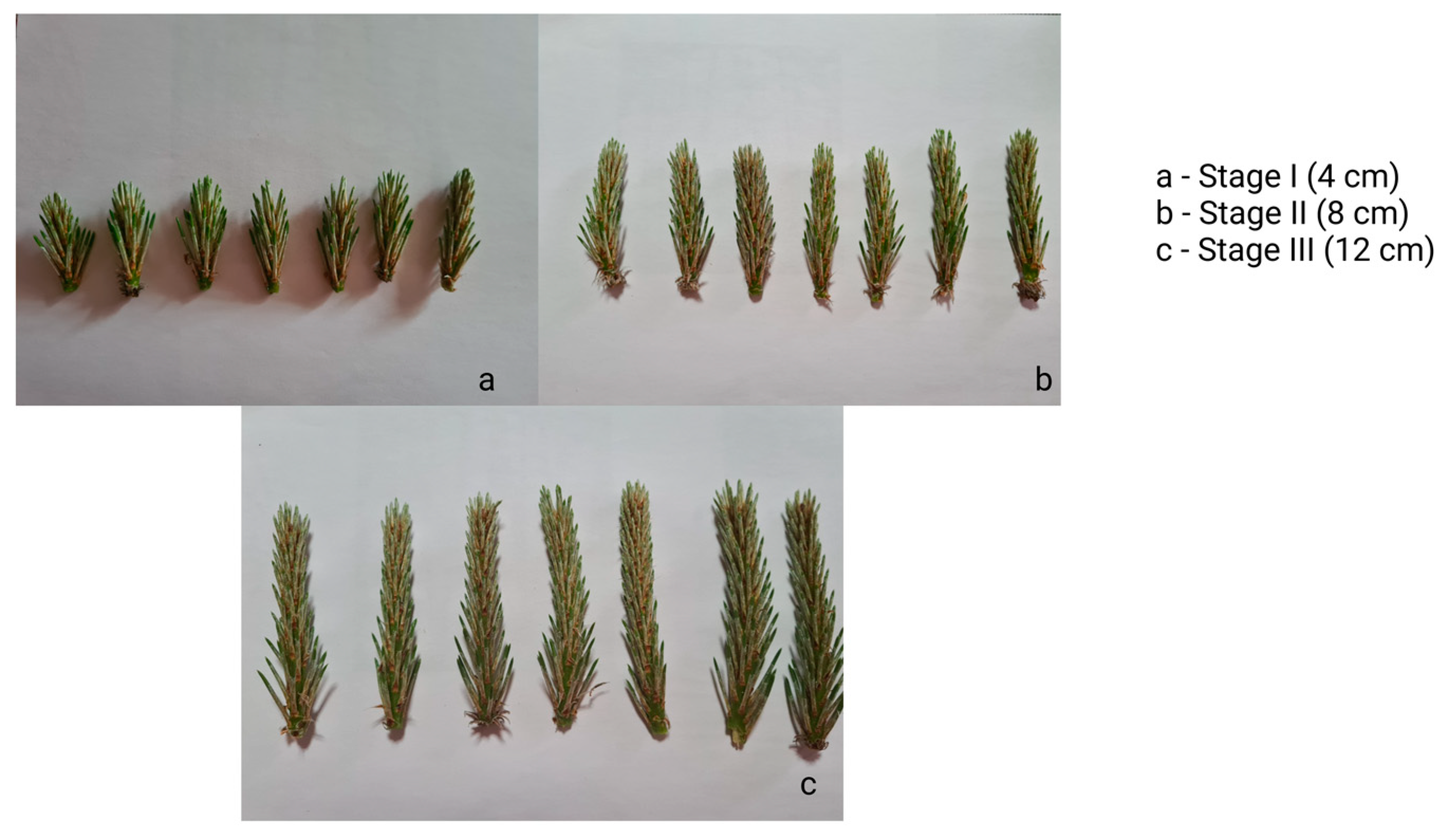 Forests 16 00011 g001