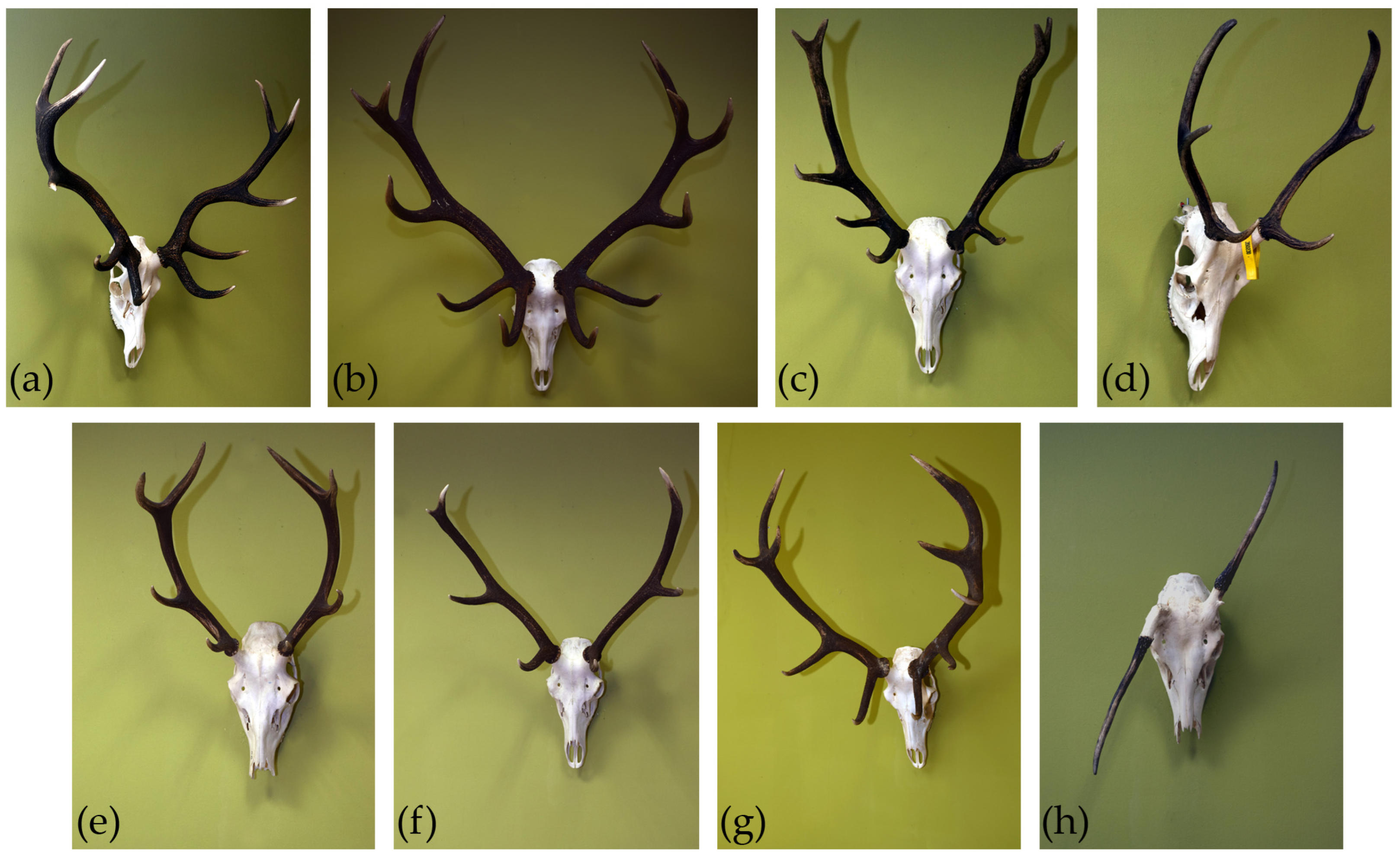 Forests 16 00019 g002