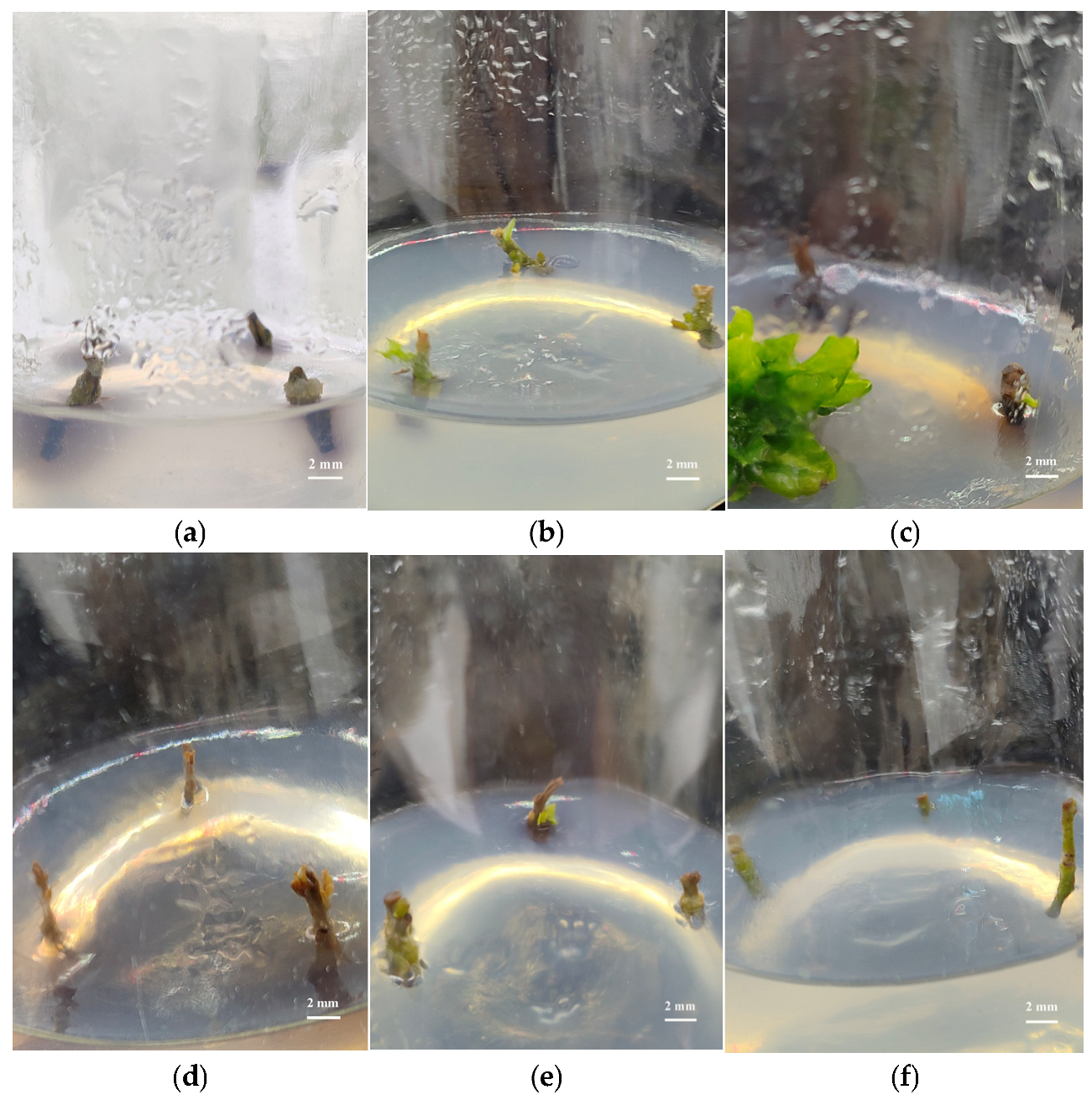 Forests 16 00023 g002 Forests 16 00023 g002