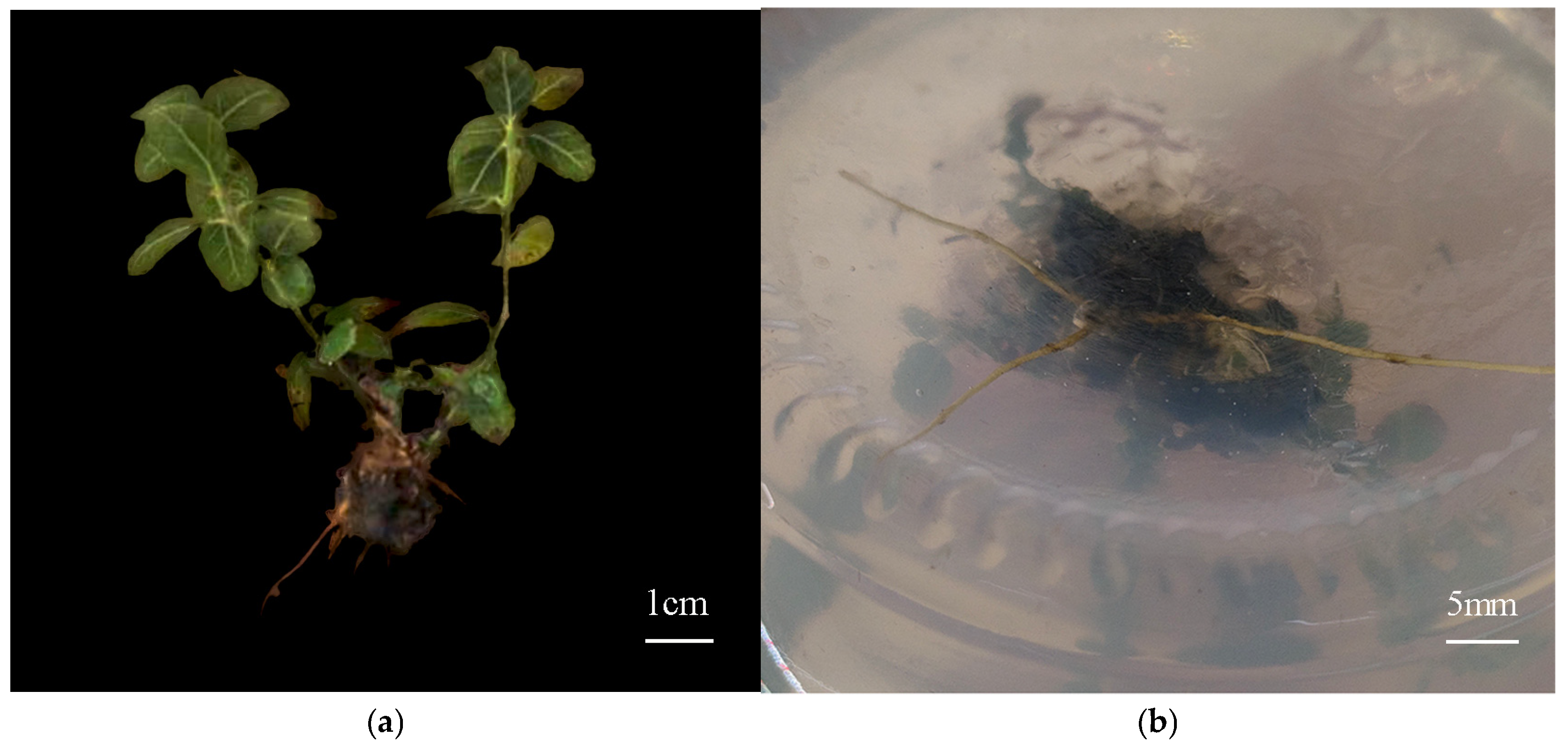 Forests 16 00023 g005 Forests 16 00023 g005