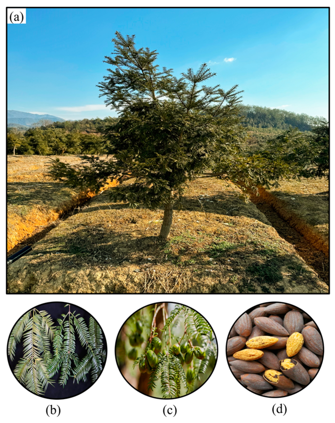 Forests 16 00040 g001