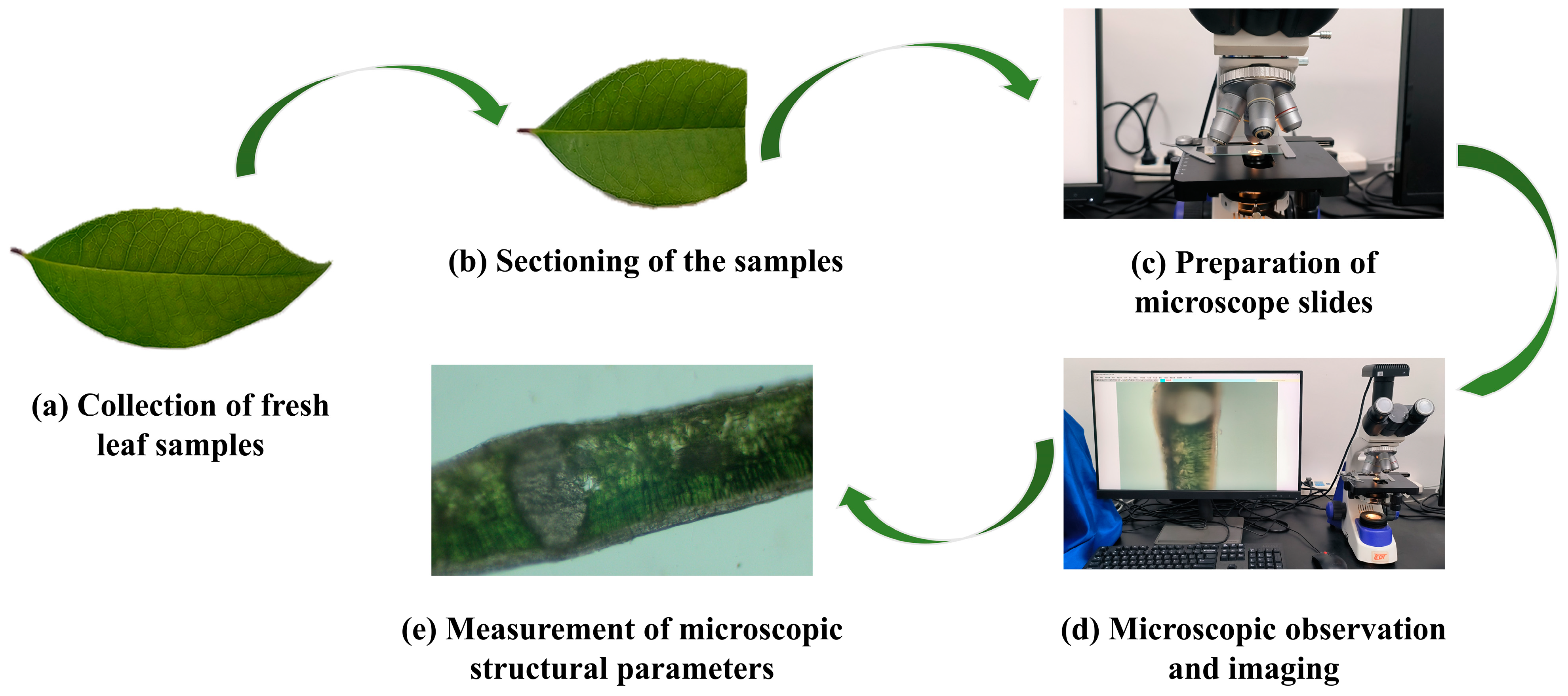 Forests 16 00044 g002