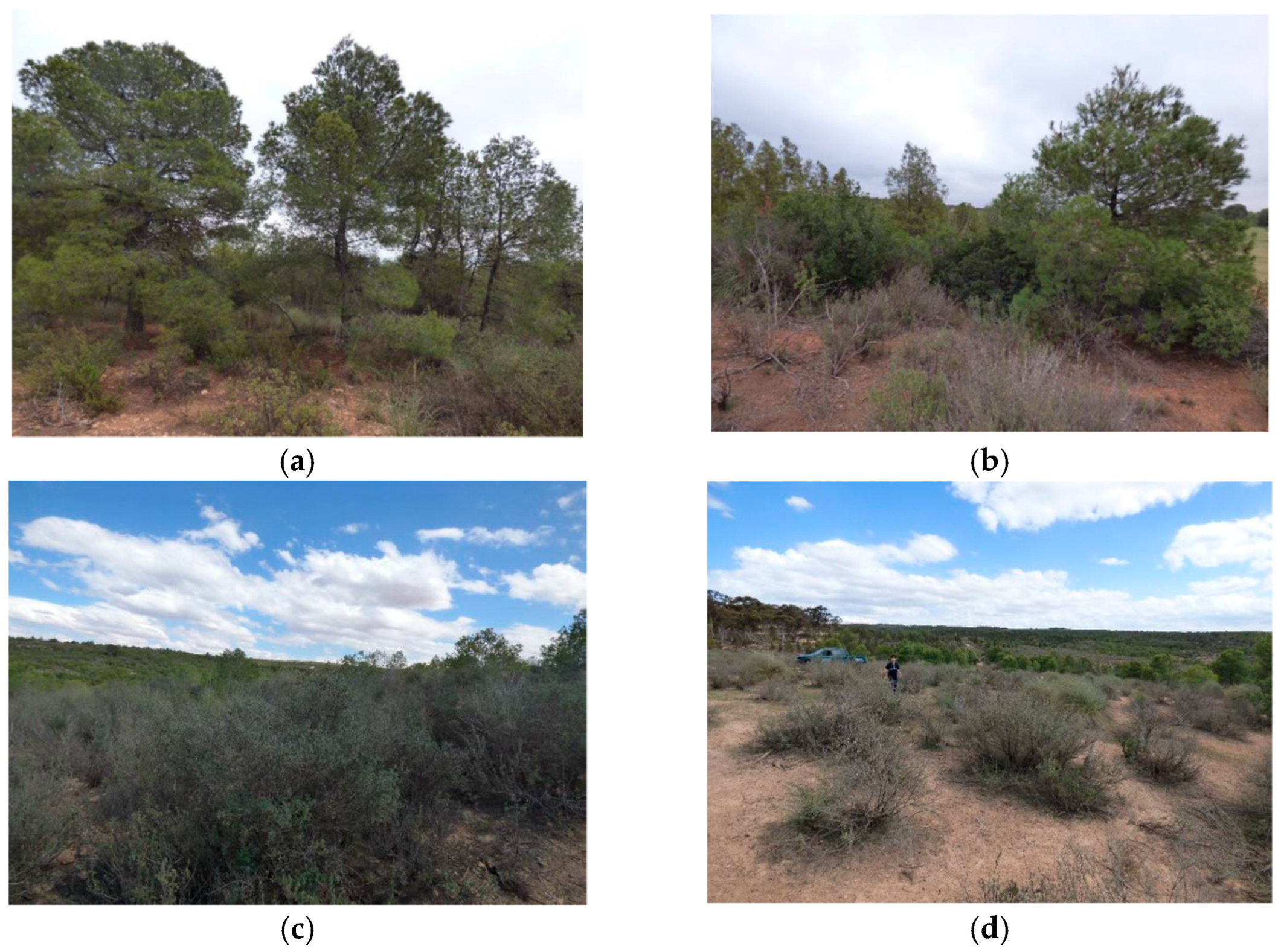 Forests 16 00053 g005