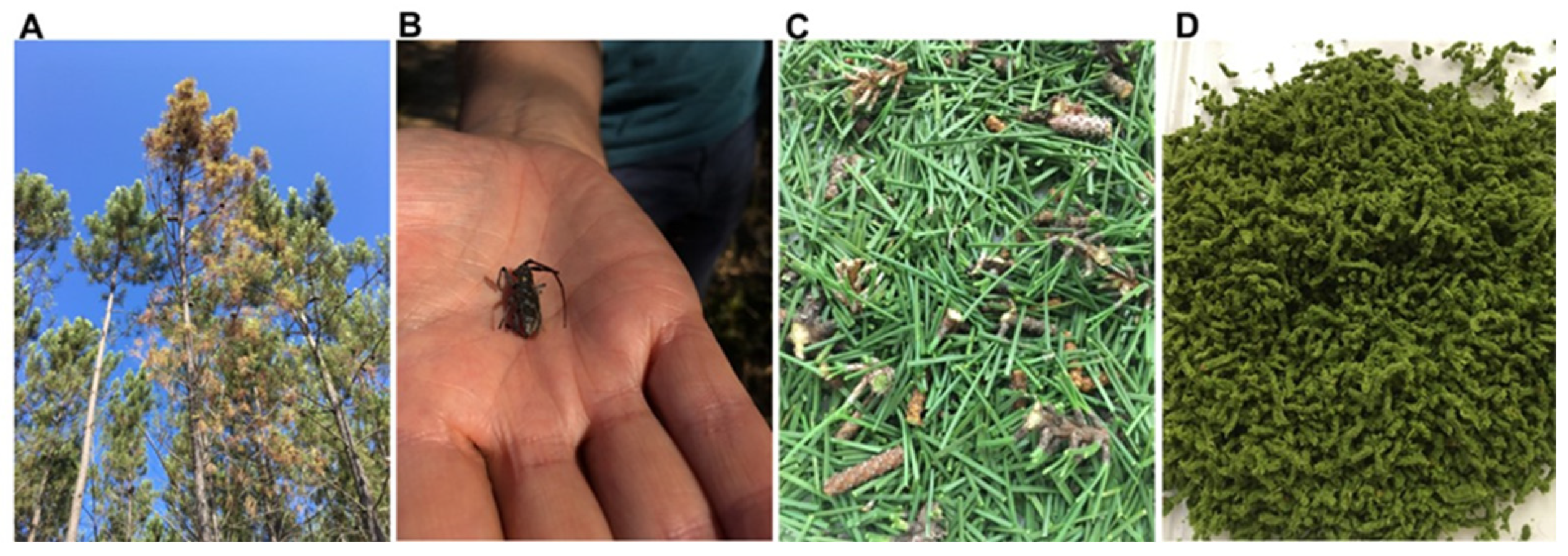 Forests 16 00061 g002