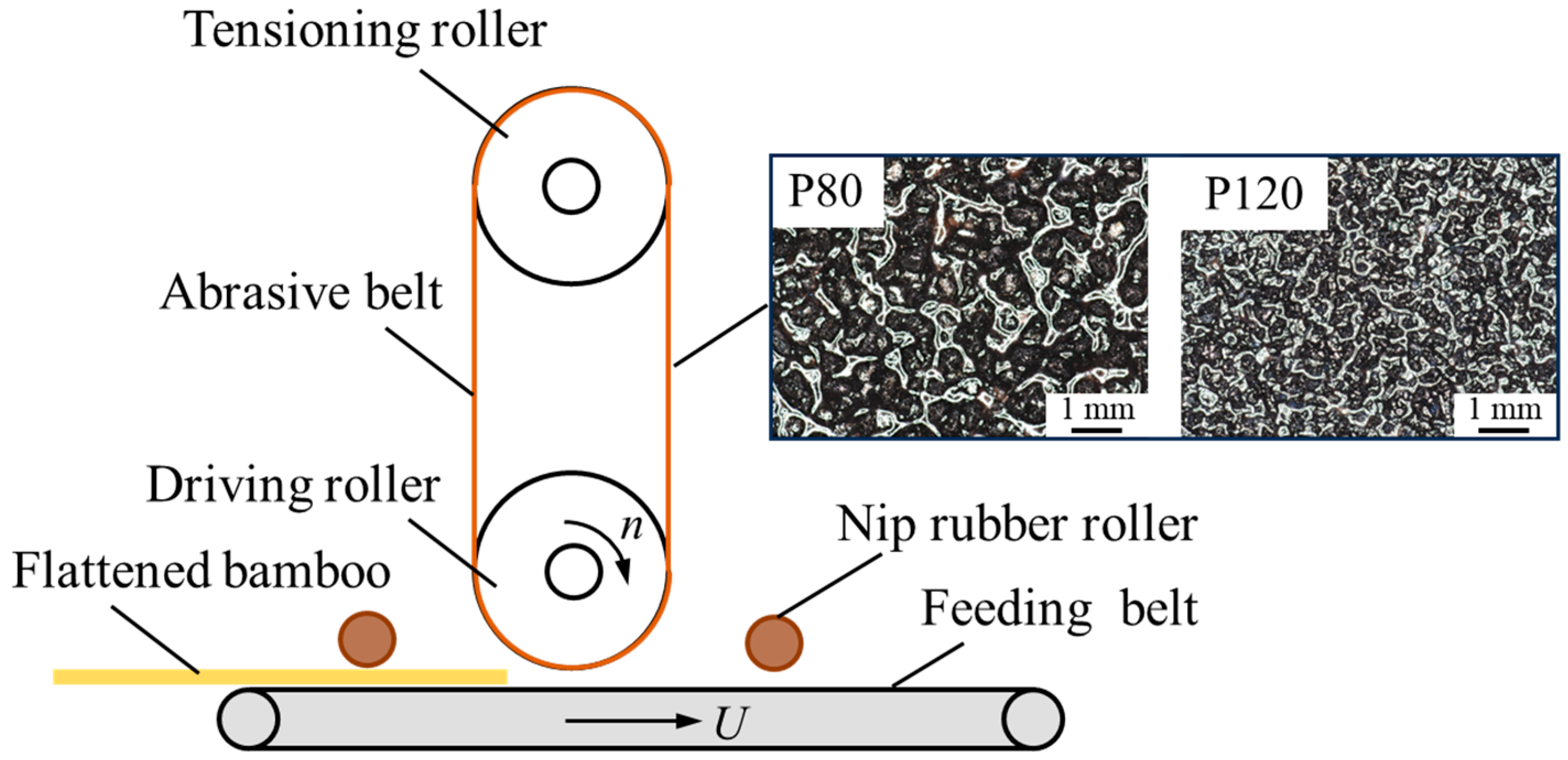 Forests 16 00066 g001
