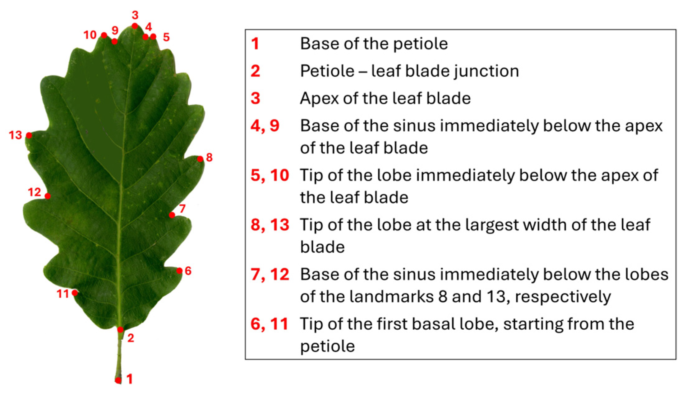 Forests 16 00070 g002 Forests 16 00070 g002