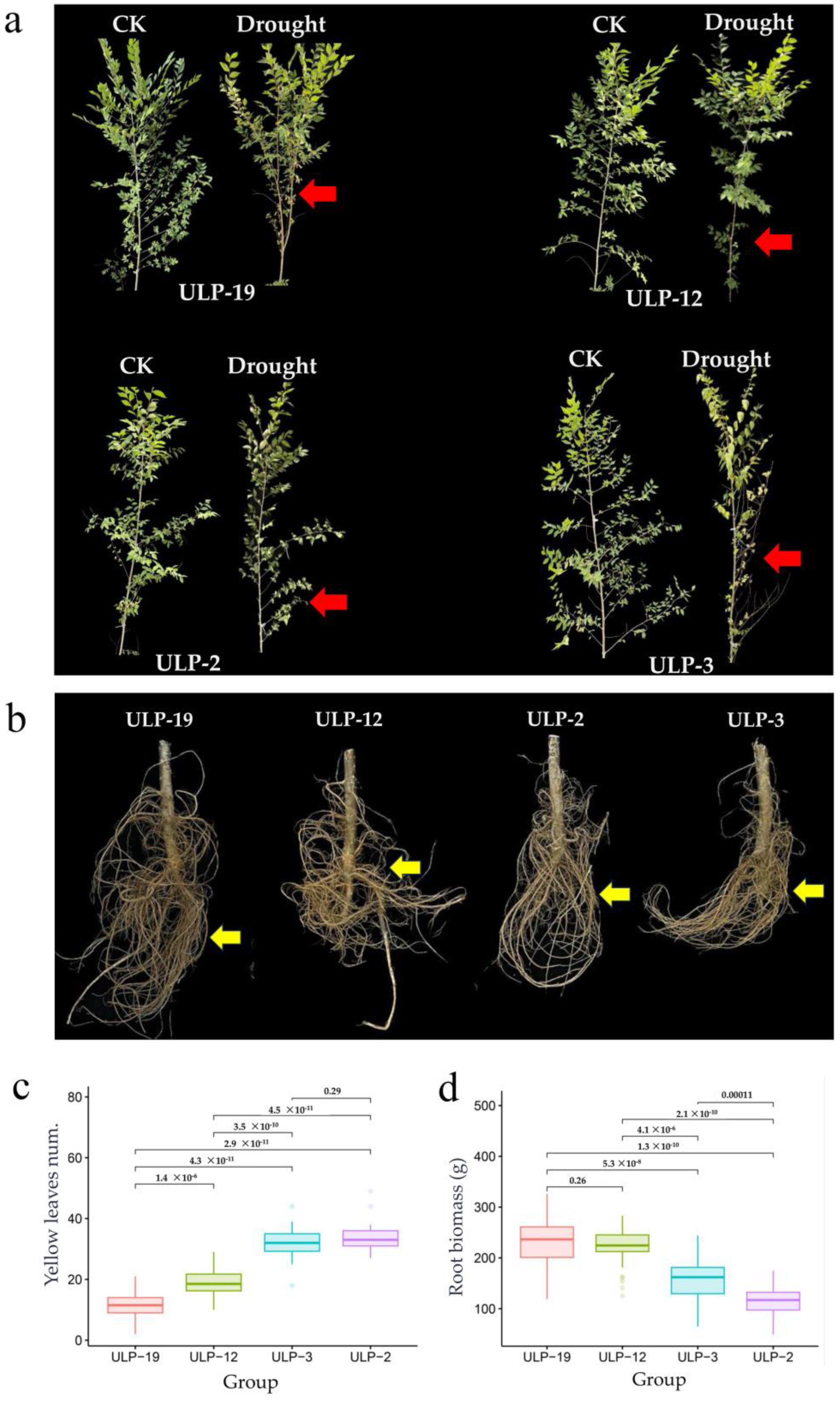 Forests 16 00072 g002