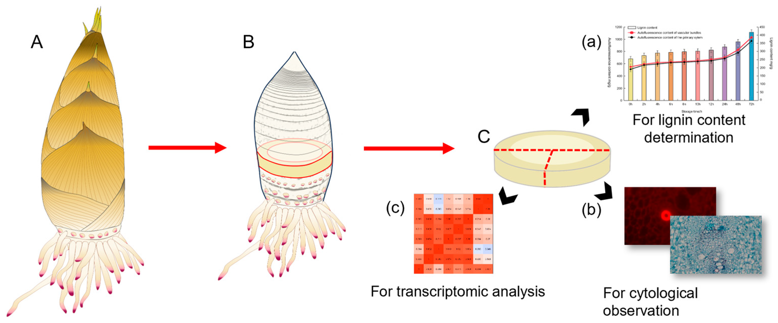 Forests 16 00081 g001