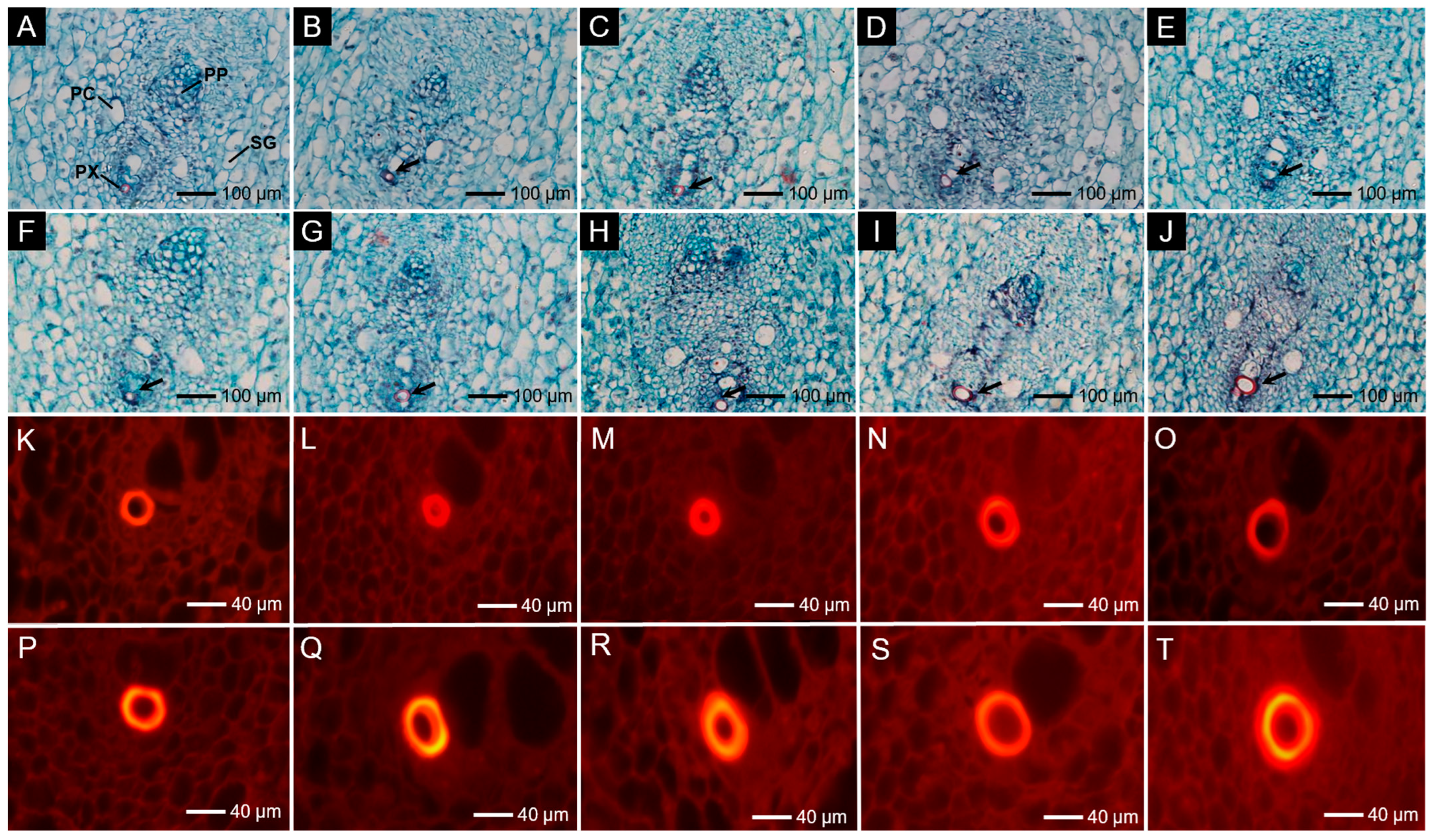 Forests 16 00081 g002