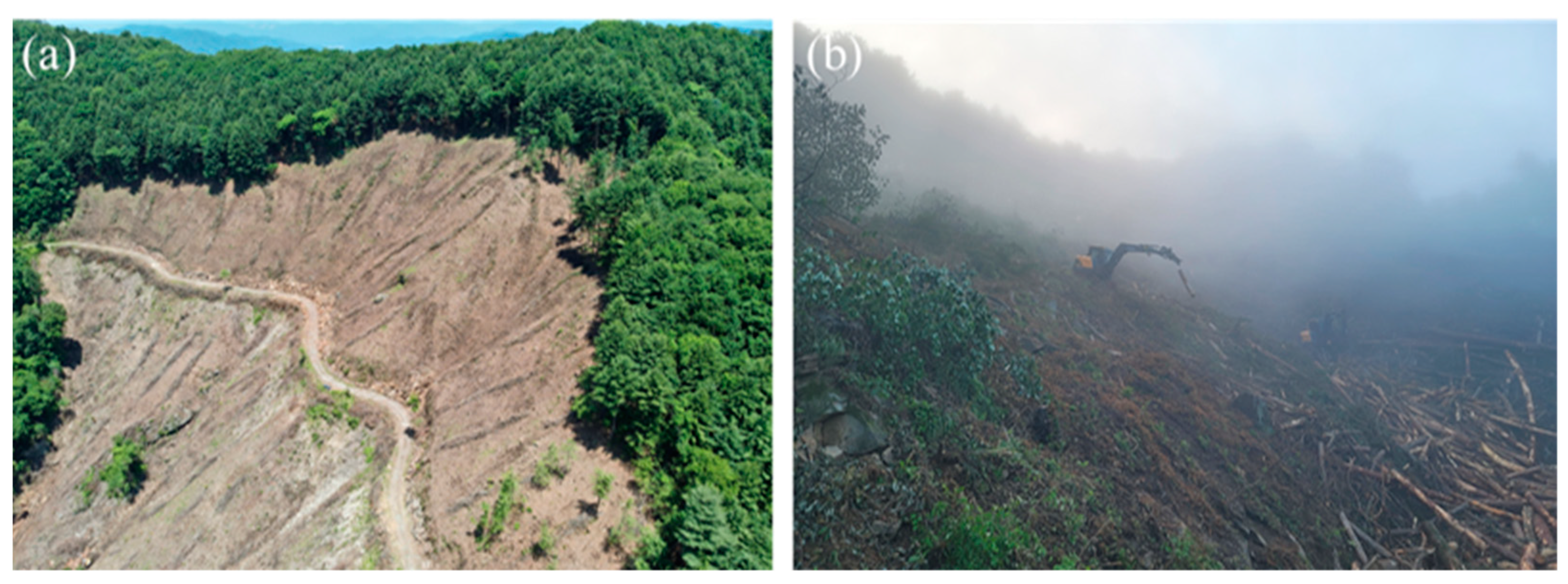 Forests 16 00086 g001