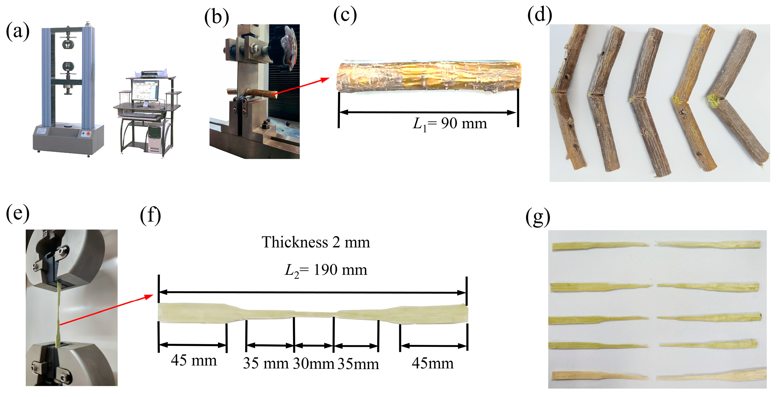 Forests 16 00090 g002