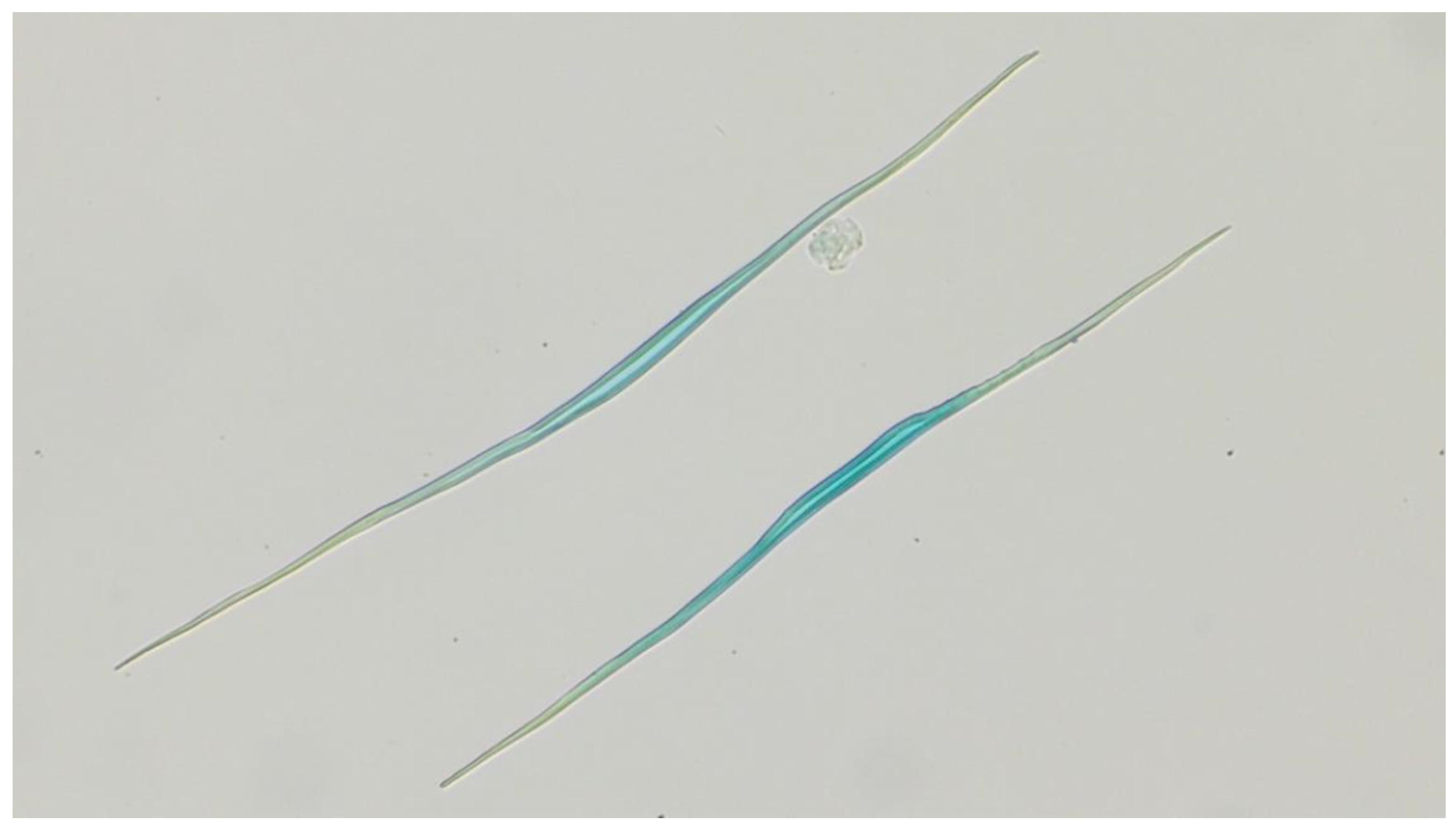 Forests 16 00111 g001