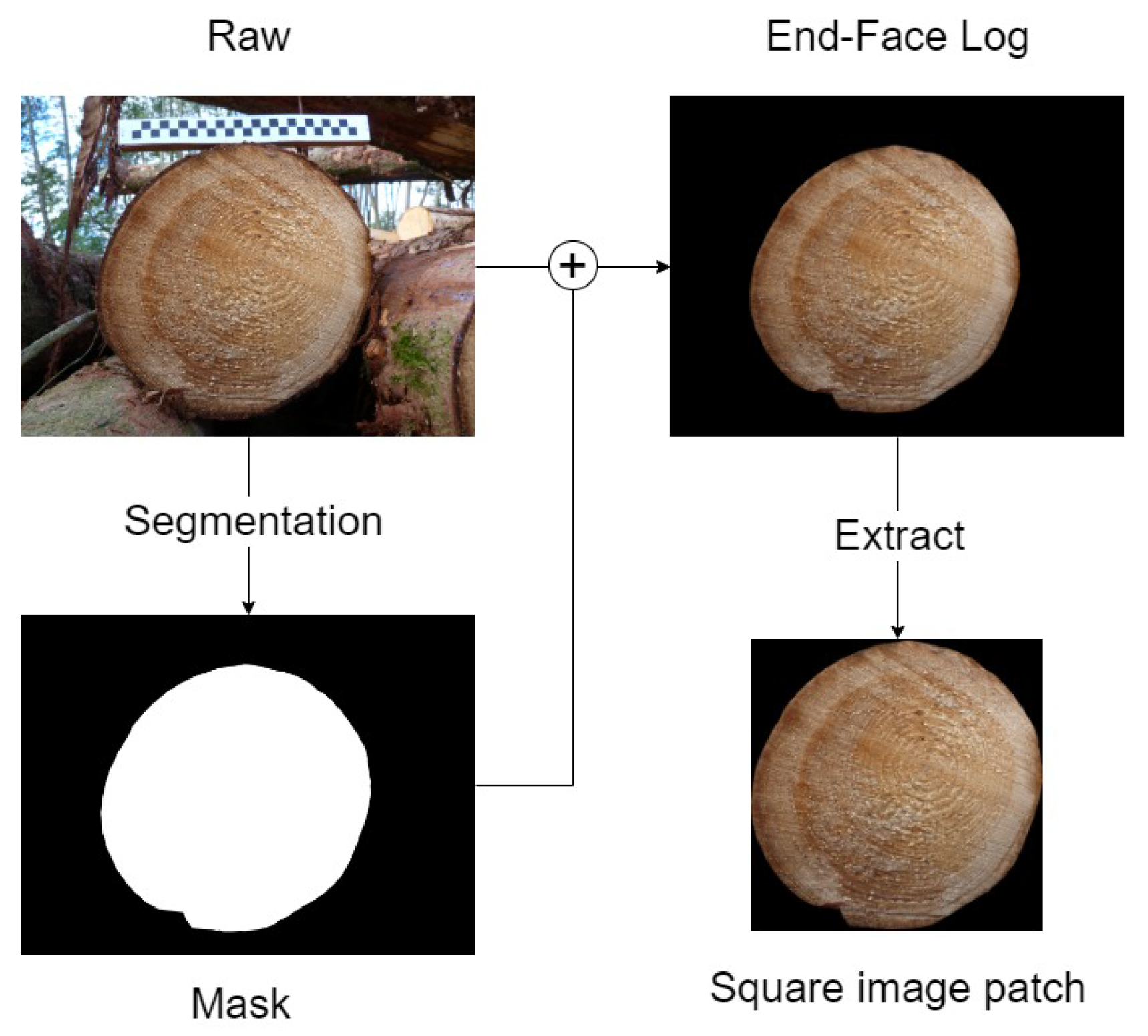 Forests 16 00124 g001