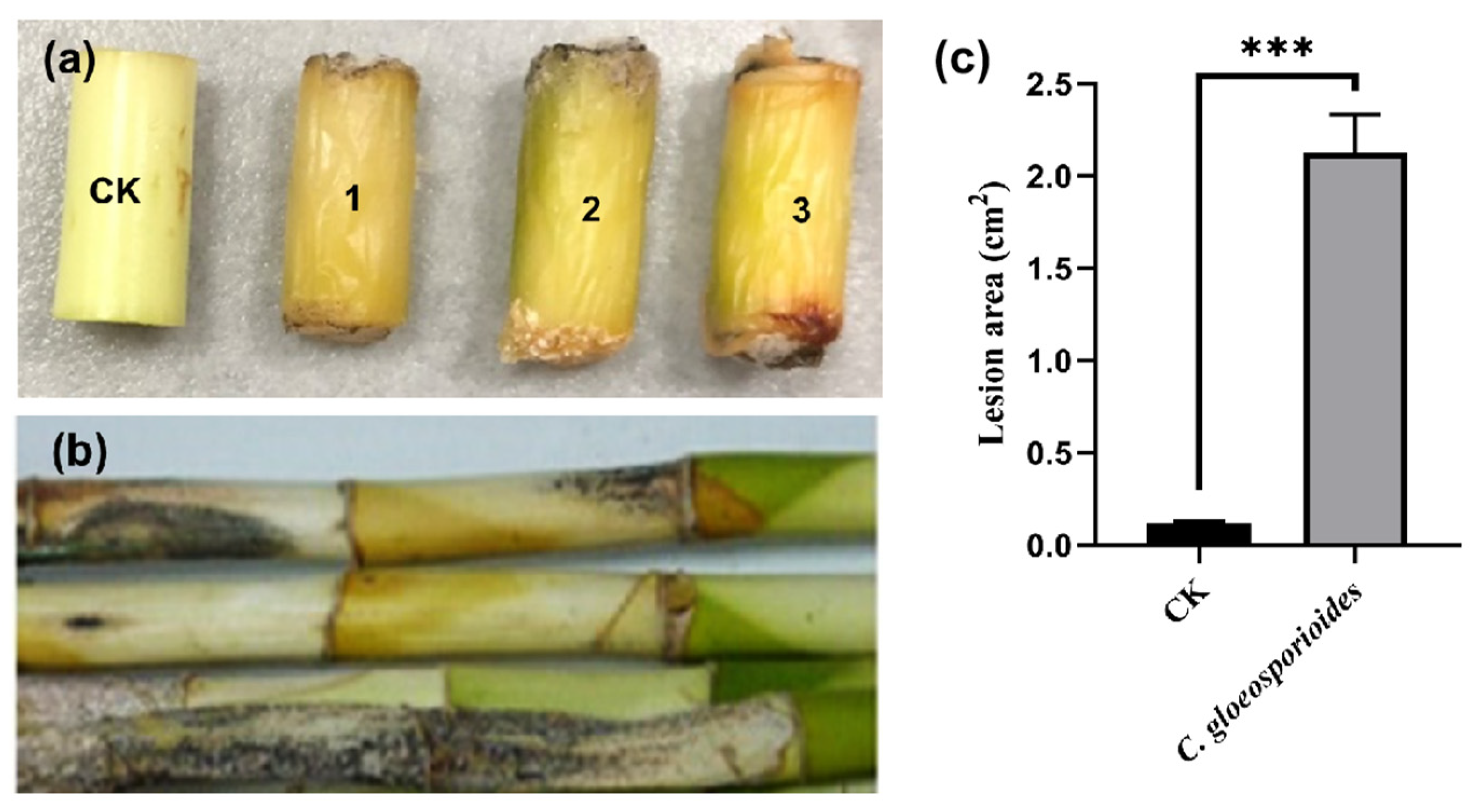 Forests 16 00128 g004
