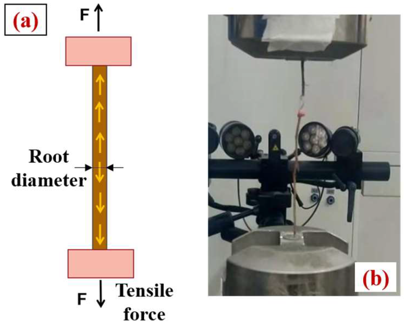 Forests 16 00135 g005